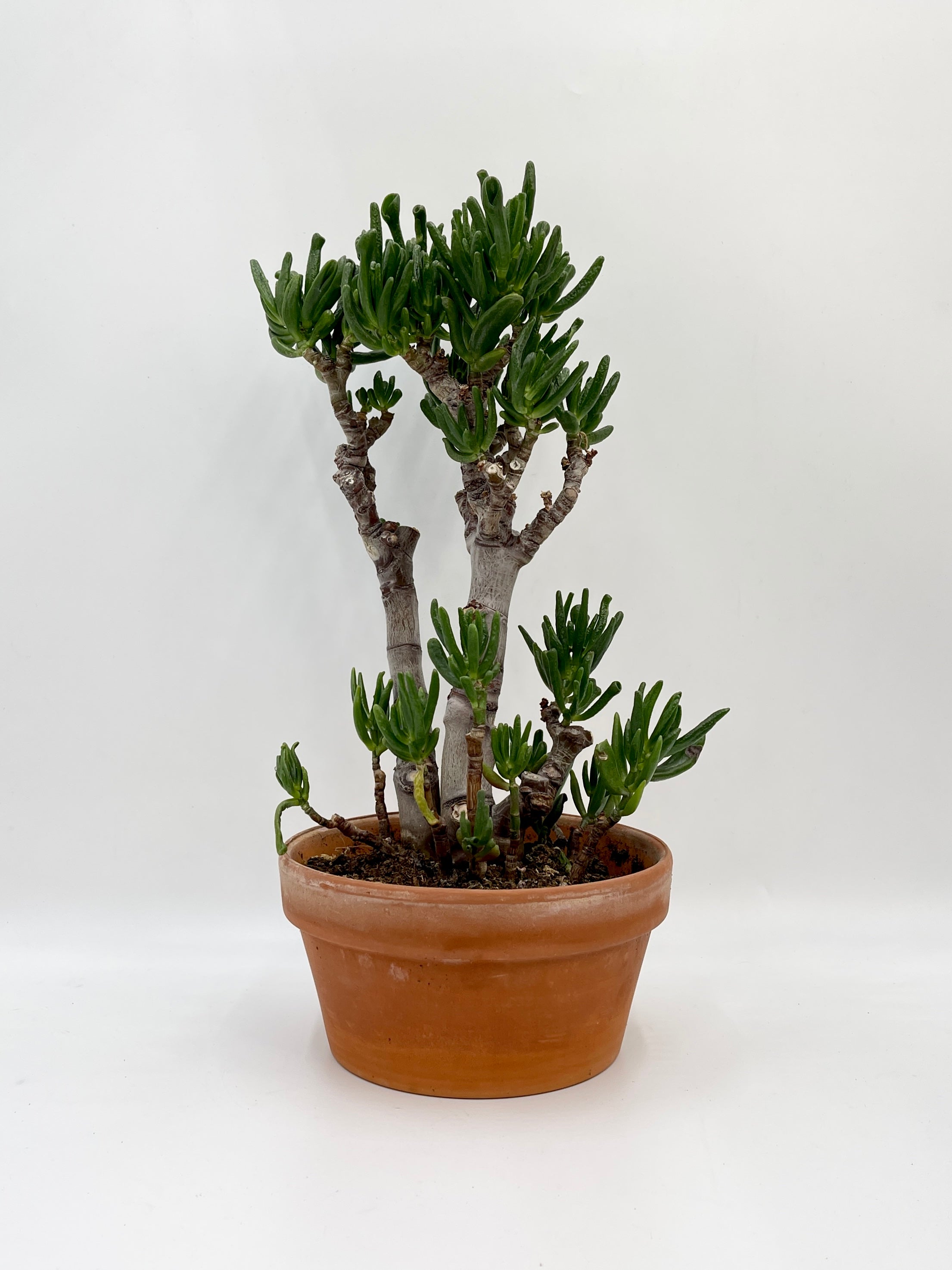 Crassula ovata Gollum, Succulent in Terracotta Bowl Pot