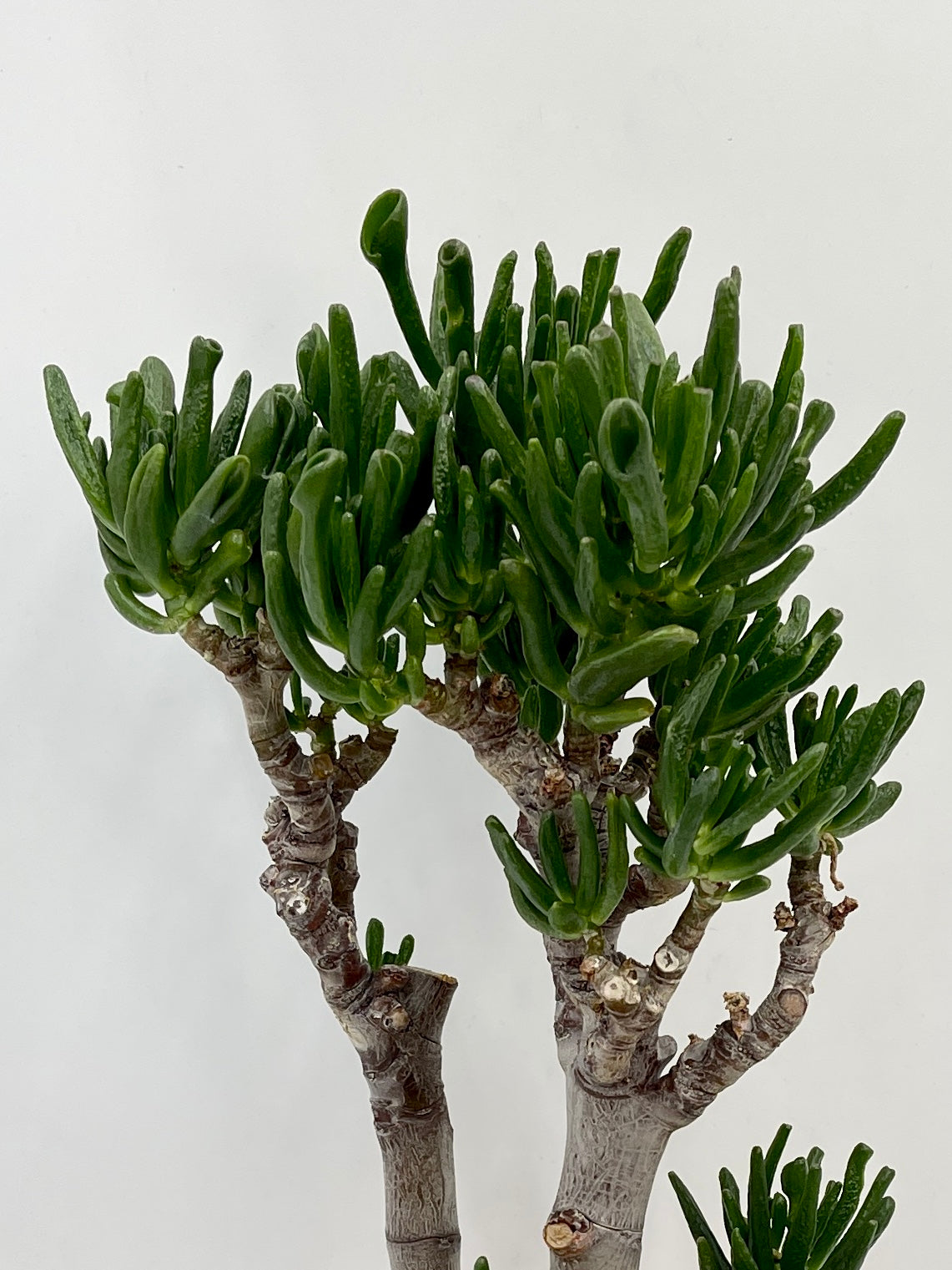 Crassula ovata Gollum, Succulent in Terracotta Bowl Pot