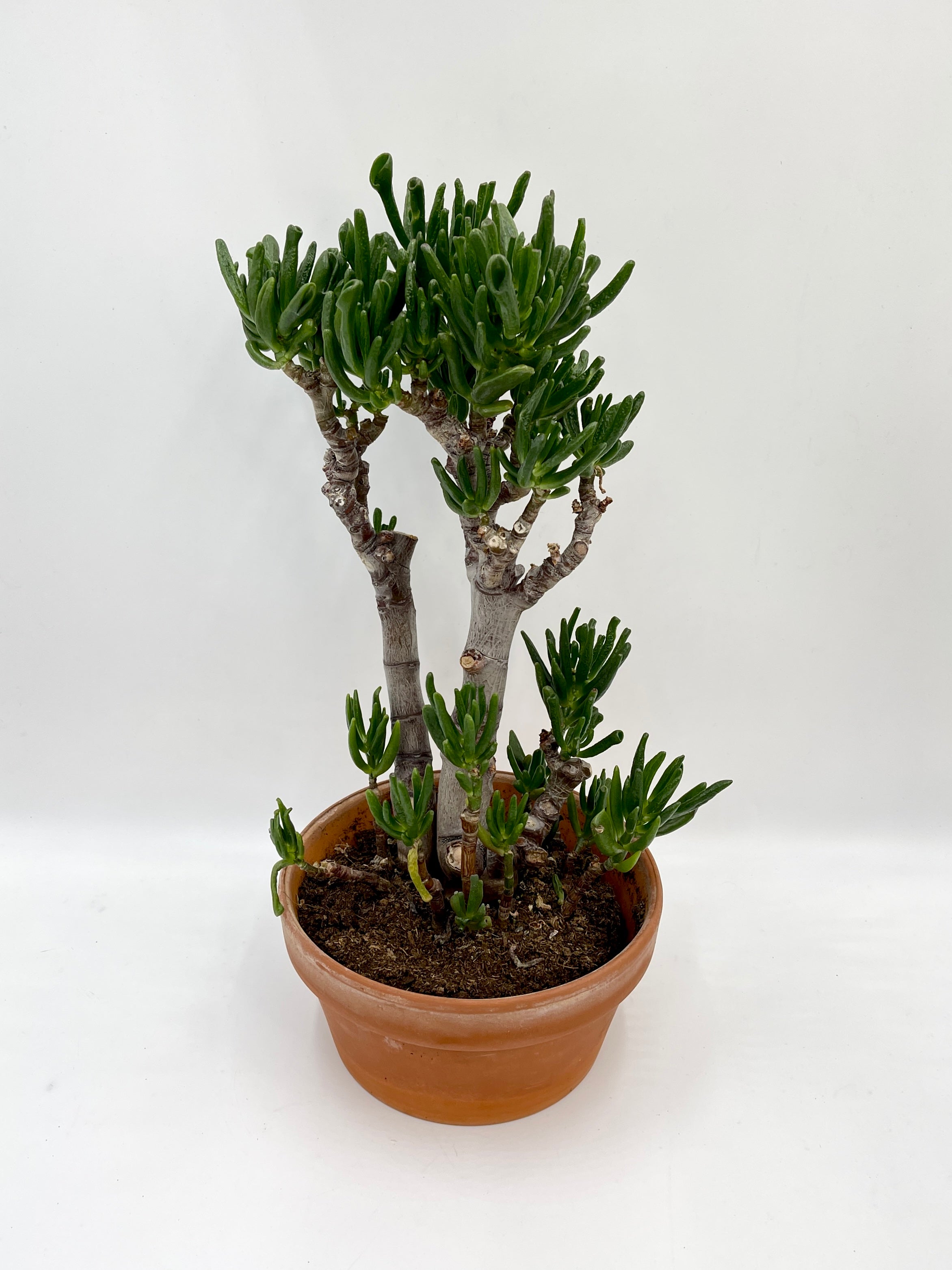 Crassula ovata Gollum, Succulent in Terracotta Bowl Pot