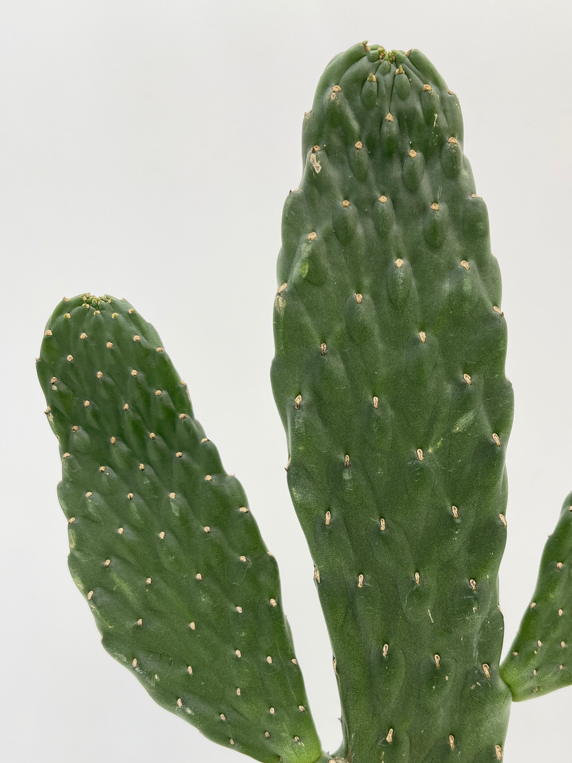 Opuntia Rubescens Consolea, Road Kill Cactus