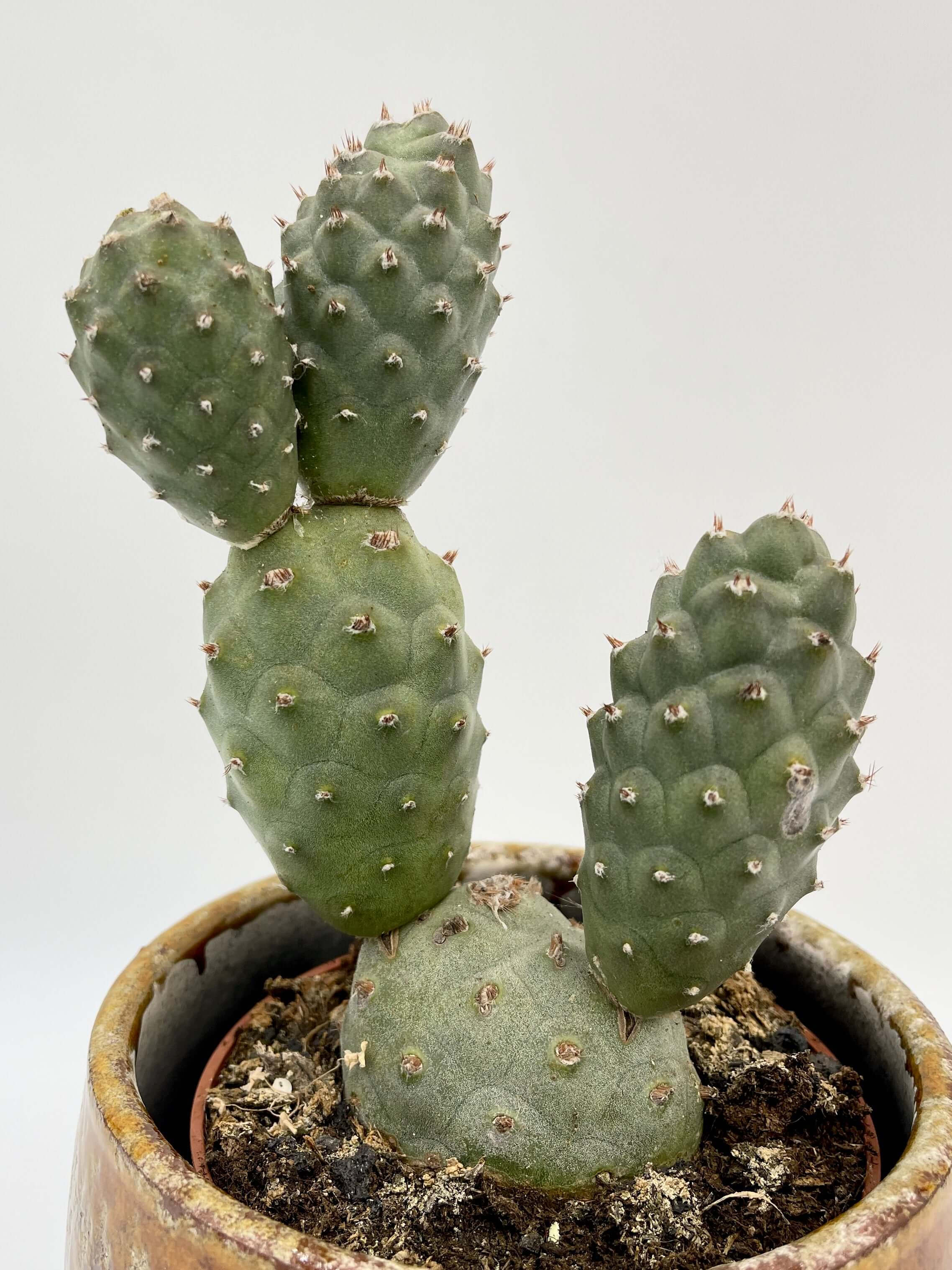 Tephrocactus Articulatus Cactus, Pine Cone Cactus Plant