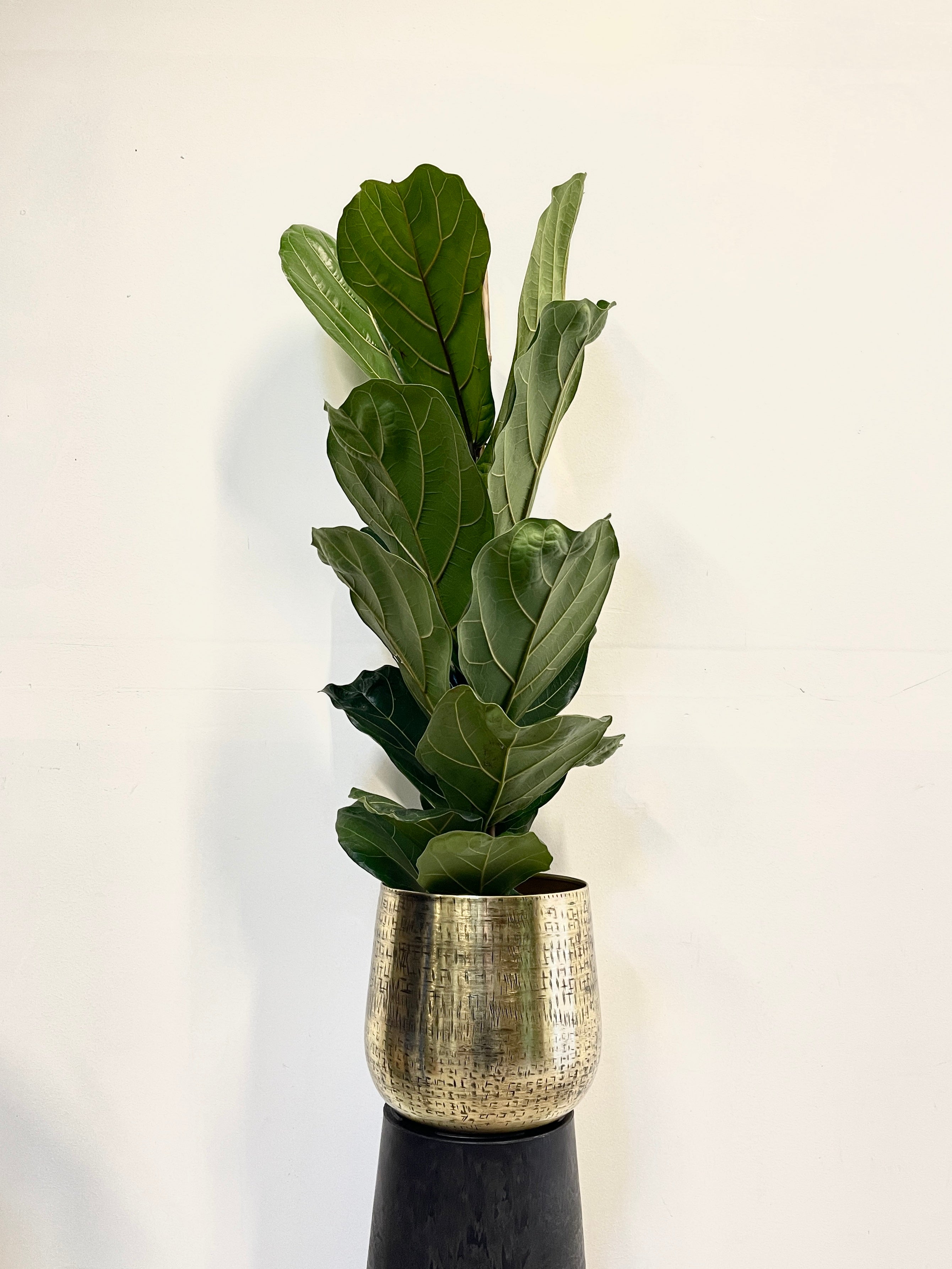 Fiddle-Leaf Fig, Ficus Lyrata