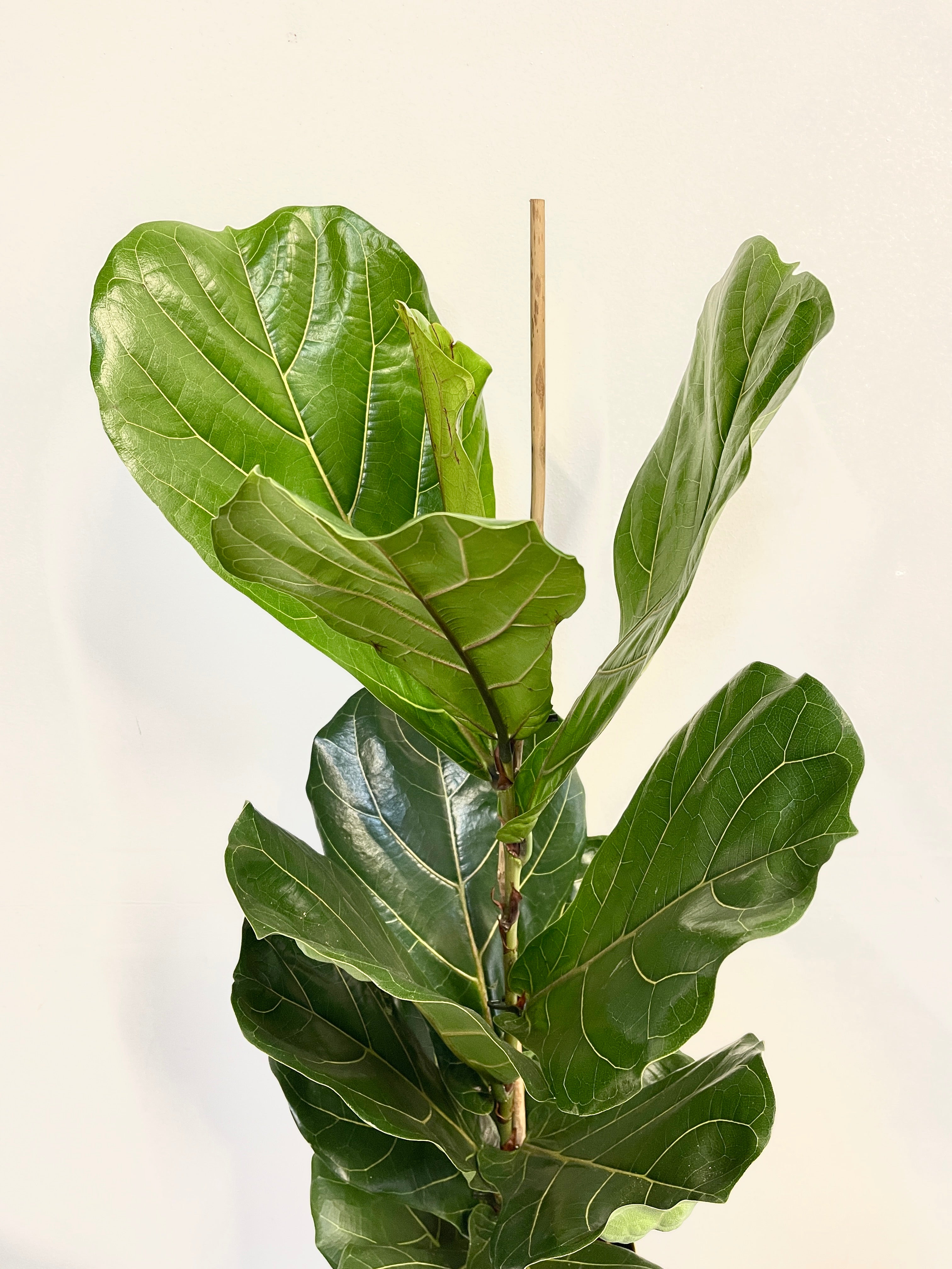 Fiddle-Leaf Fig, Ficus Lyrata