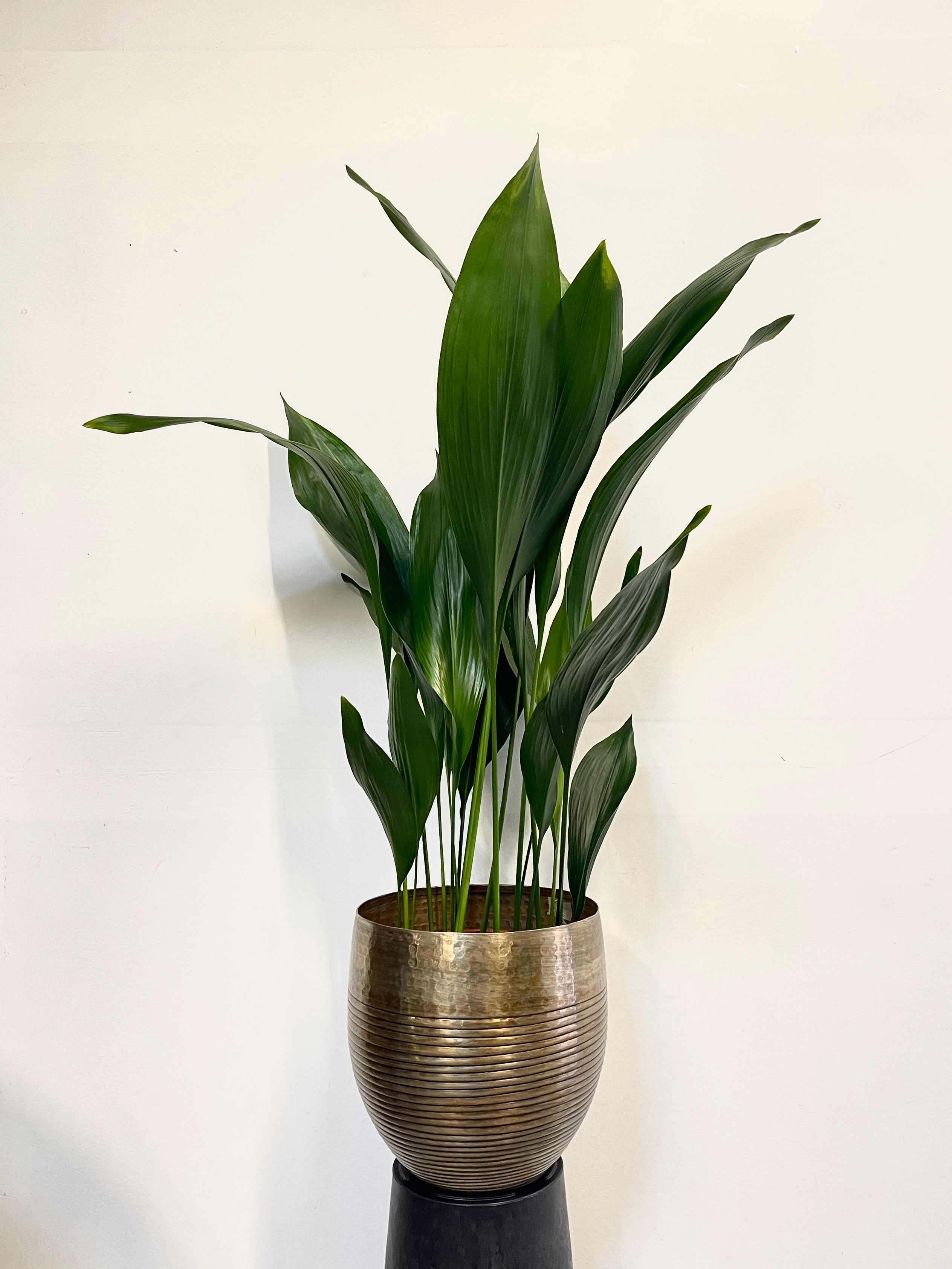 Cast Iron Plant, Aspidistra Elatior