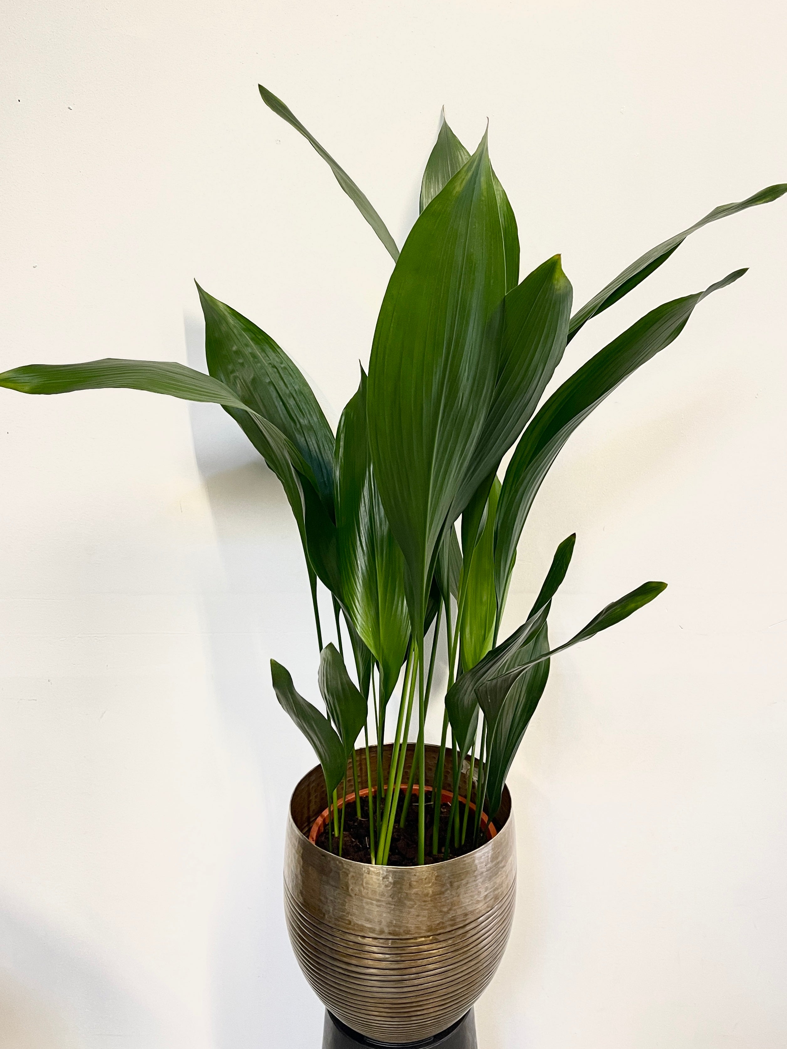 Cast Iron Plant, Aspidistra Elatior