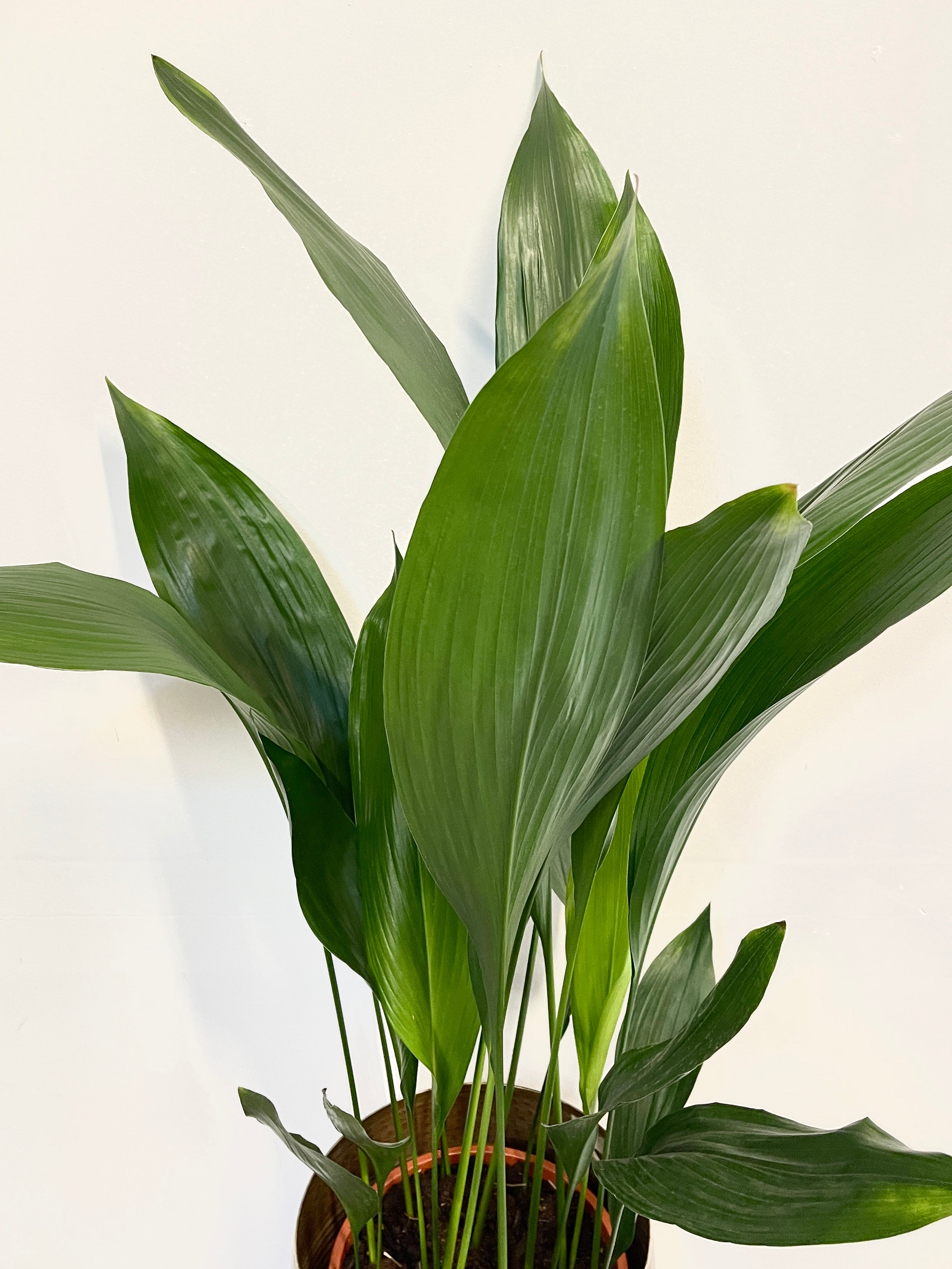 Cast Iron Plant, Aspidistra Elatior