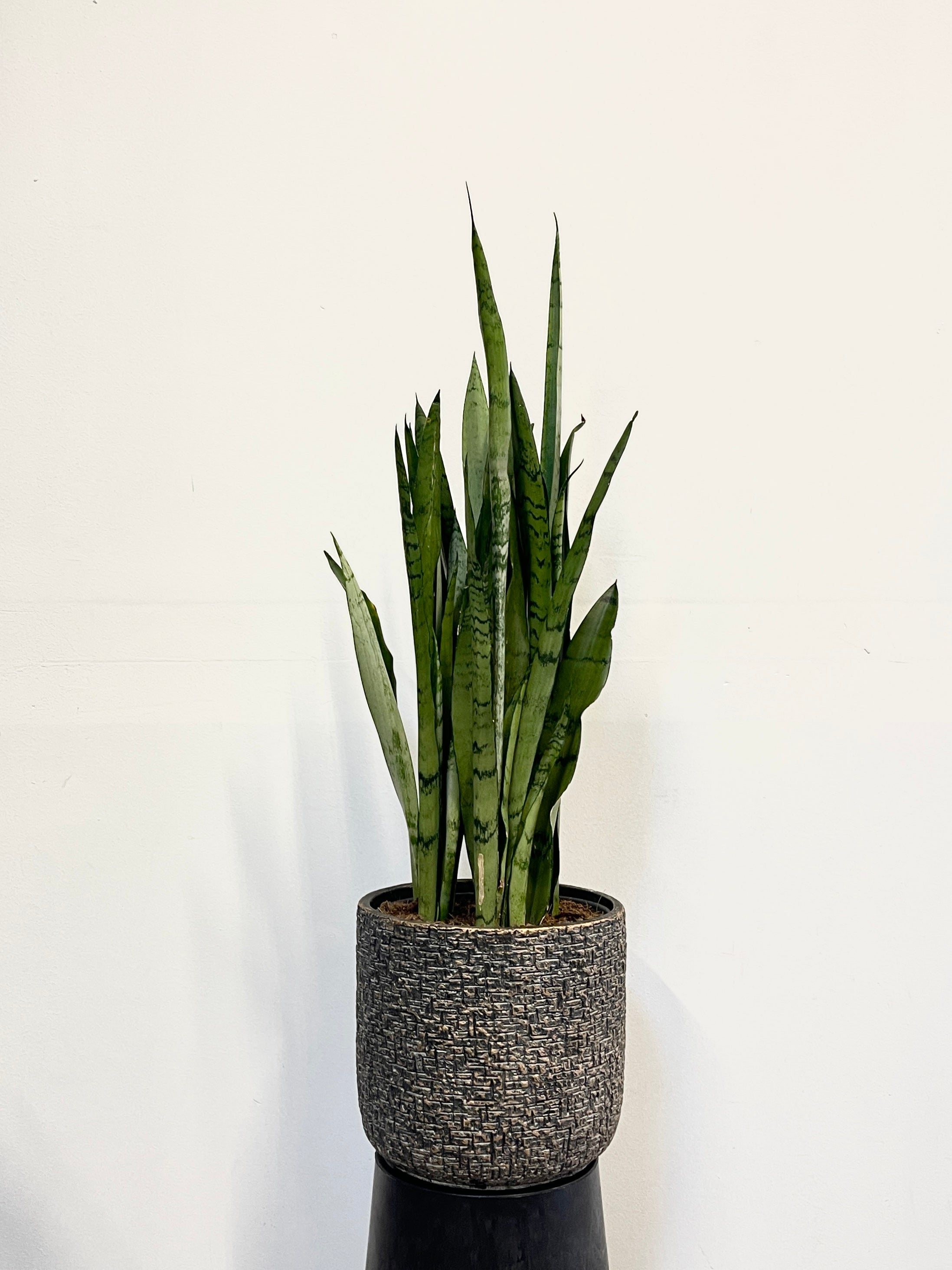 Sansevieria trifasciata Silver Mist, 80cm