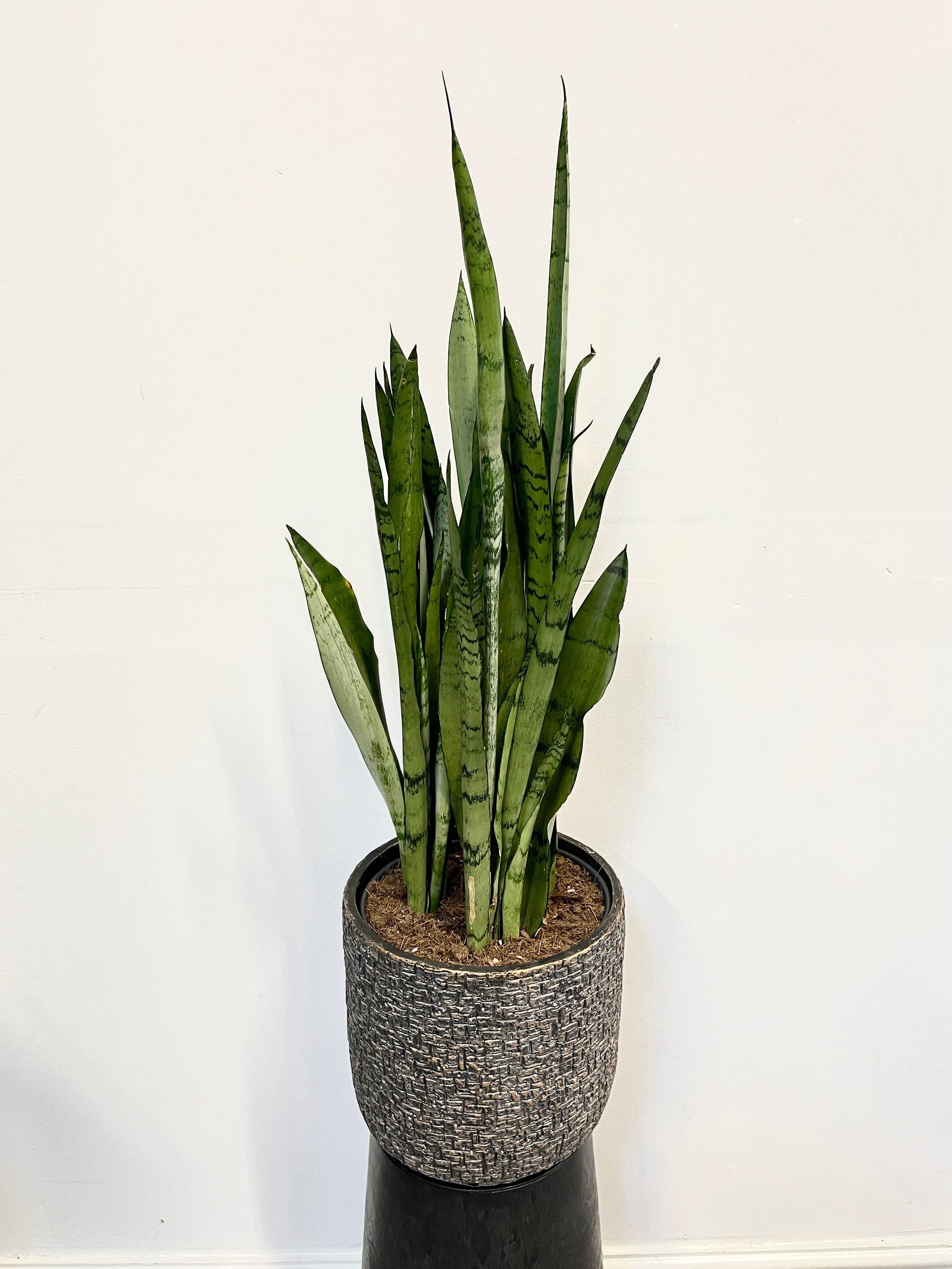 Sansevieria trifasciata Silver Mist, 80cm