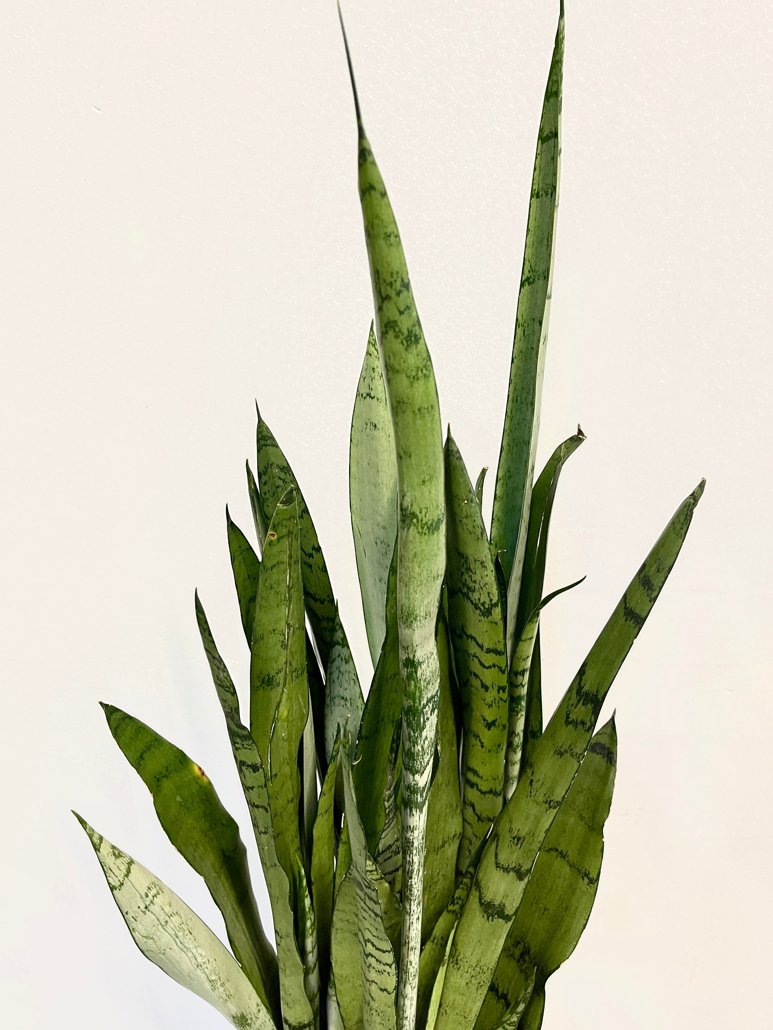 Sansevieria trifasciata Silver Mist, 80cm