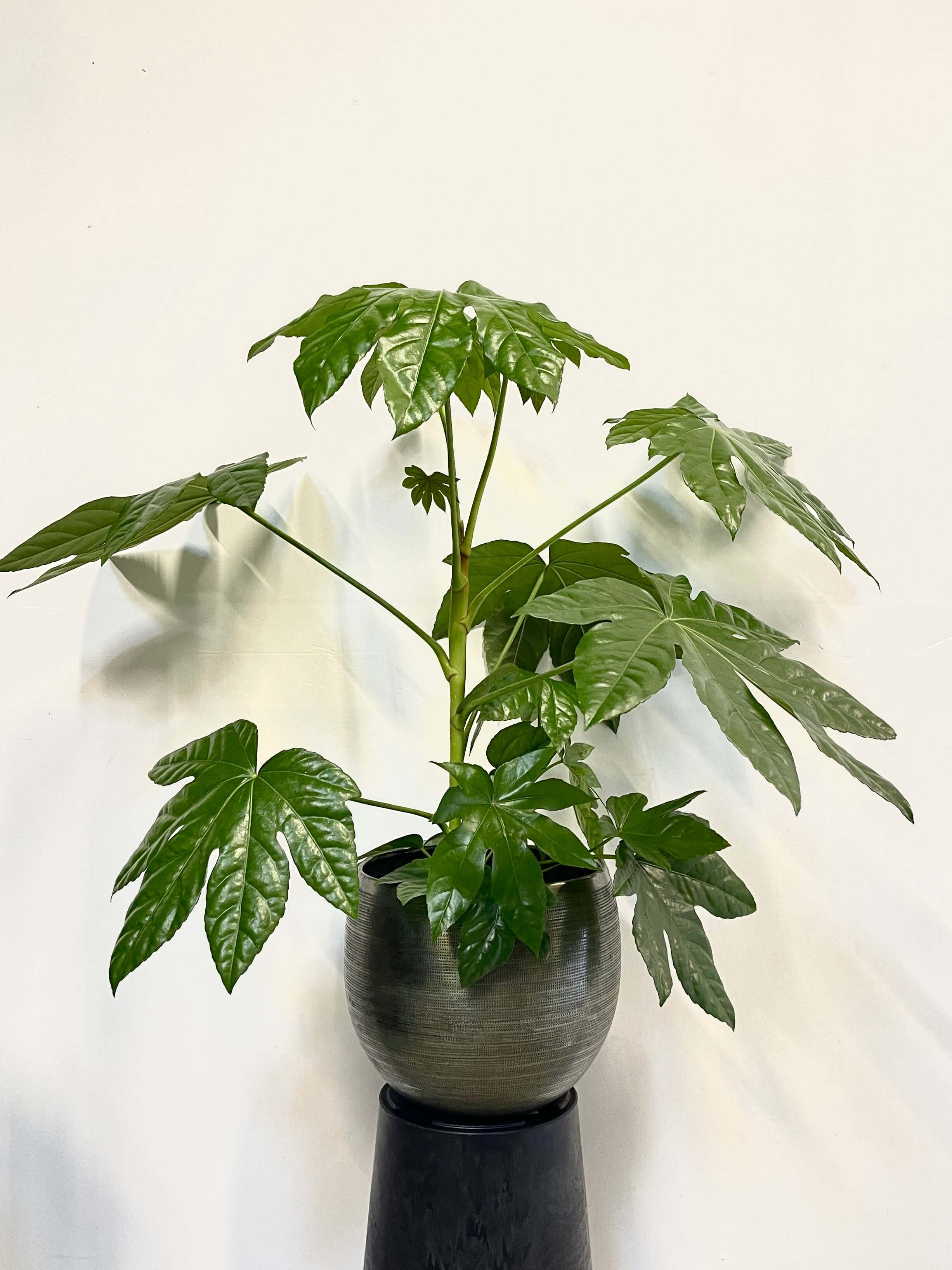 Fatsia japonica, Japanese aralia