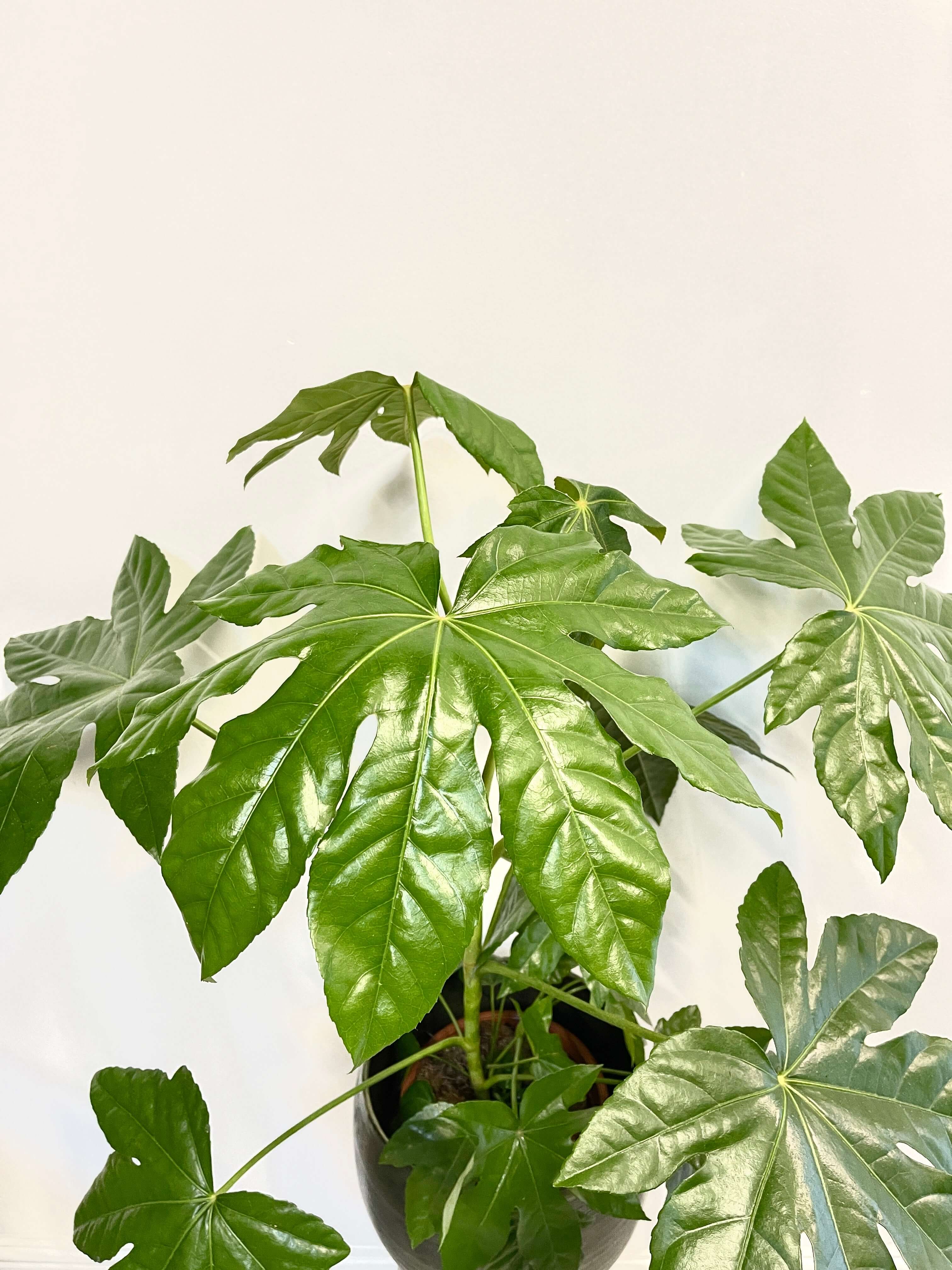 Fatsia japonica, Japanese aralia