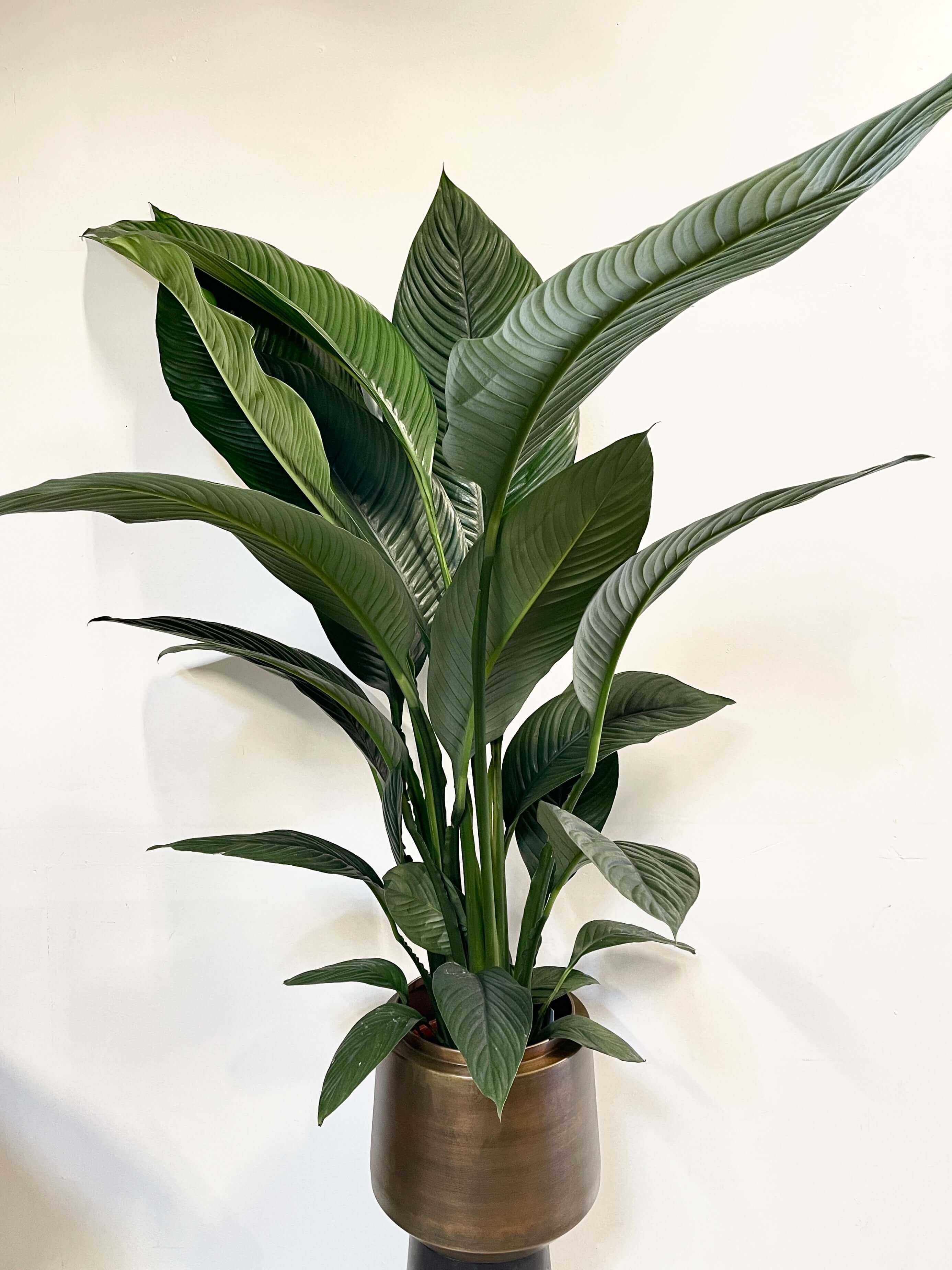 Elegant, Giant Peace Lily, Spathiphyllum Sensation, 150cm | Pick-up only