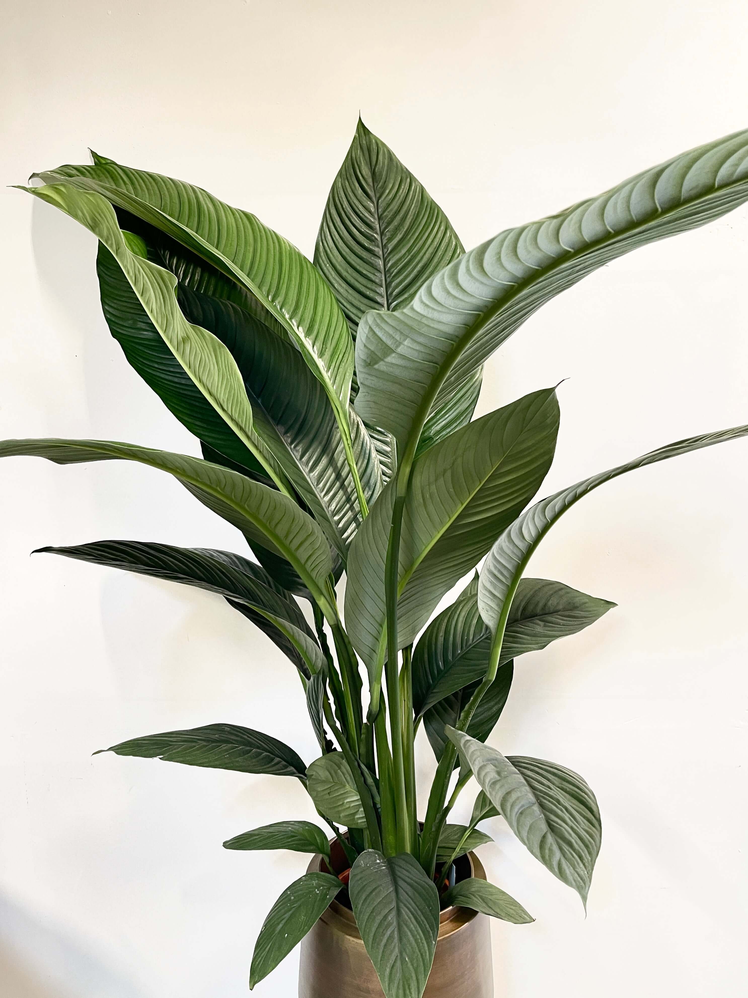 Elegant, Giant Peace Lily, Spathiphyllum Sensation, 150cm | Pick-up only