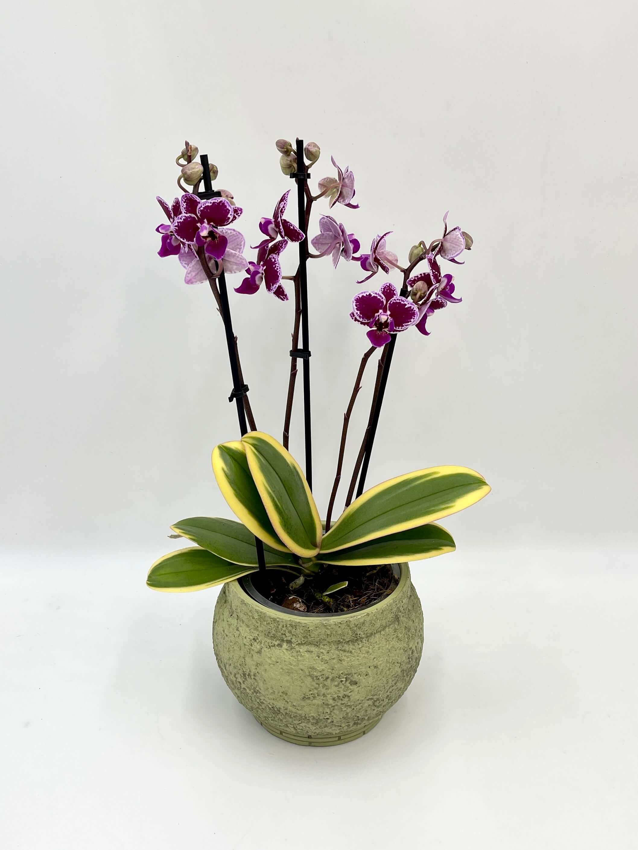 Variegated Phalaenopsis Chia E Yenlin Orchid