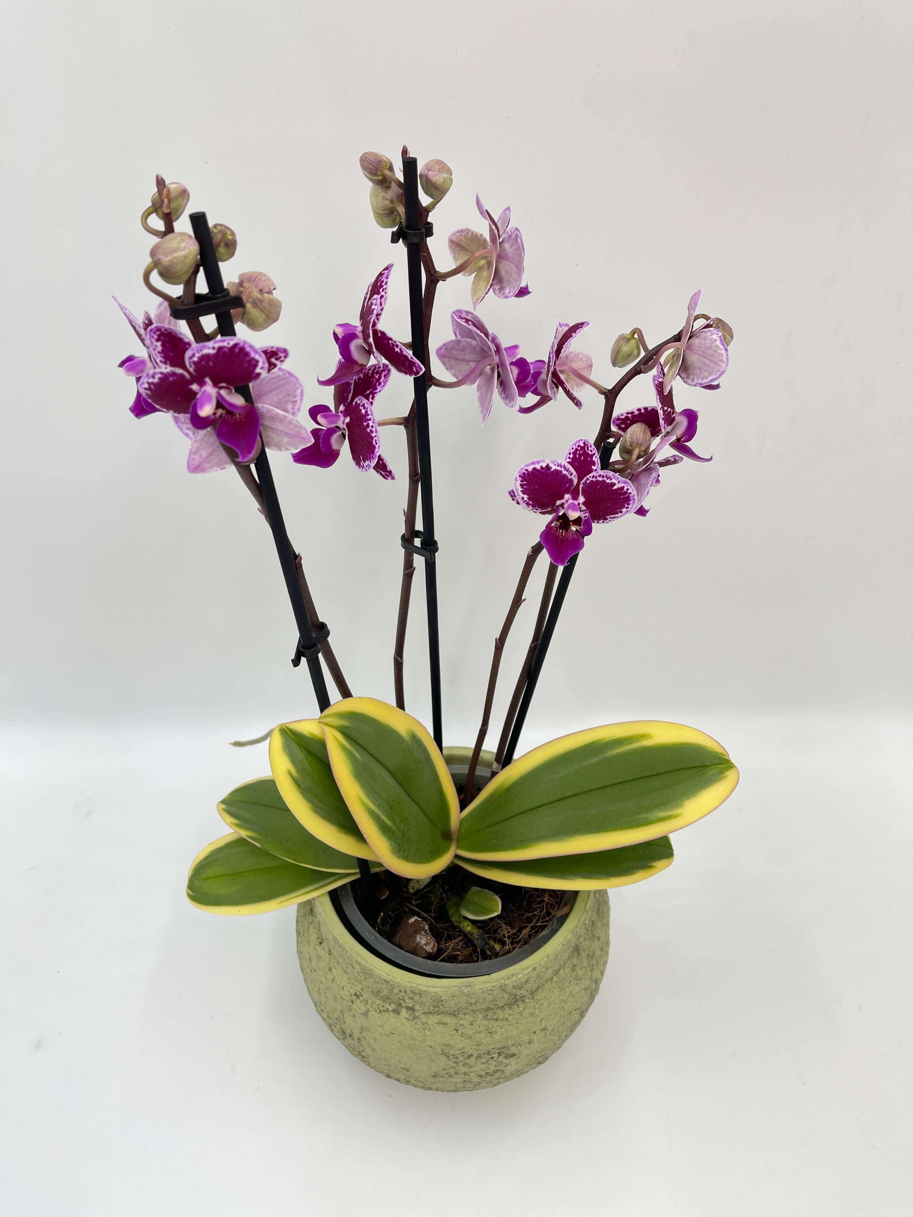 Variegated Phalaenopsis Chia E Yenlin Orchid