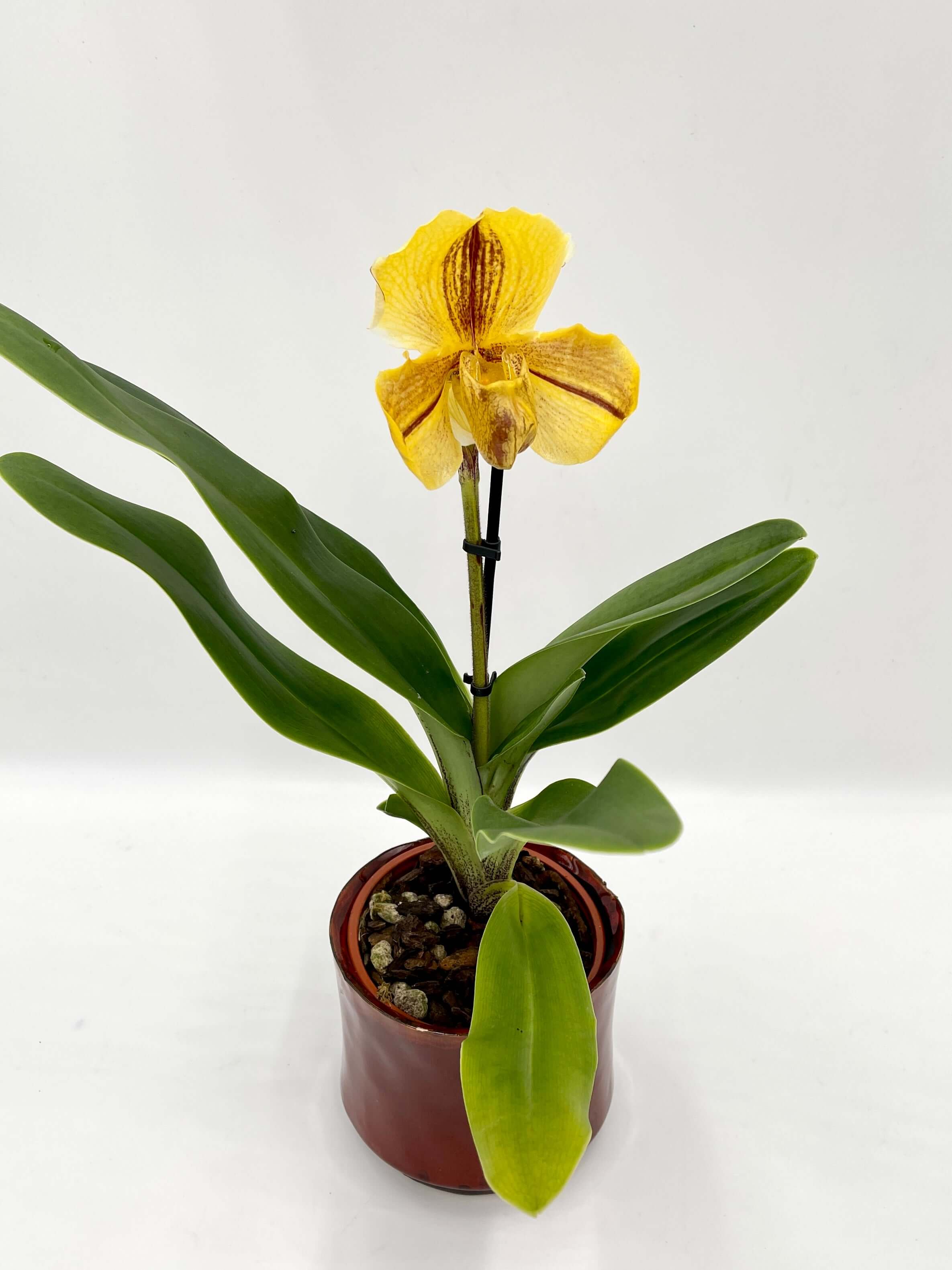 Paphiopedilum American hybrid Gem, Yellow Slipper Orchid, Rare orchid