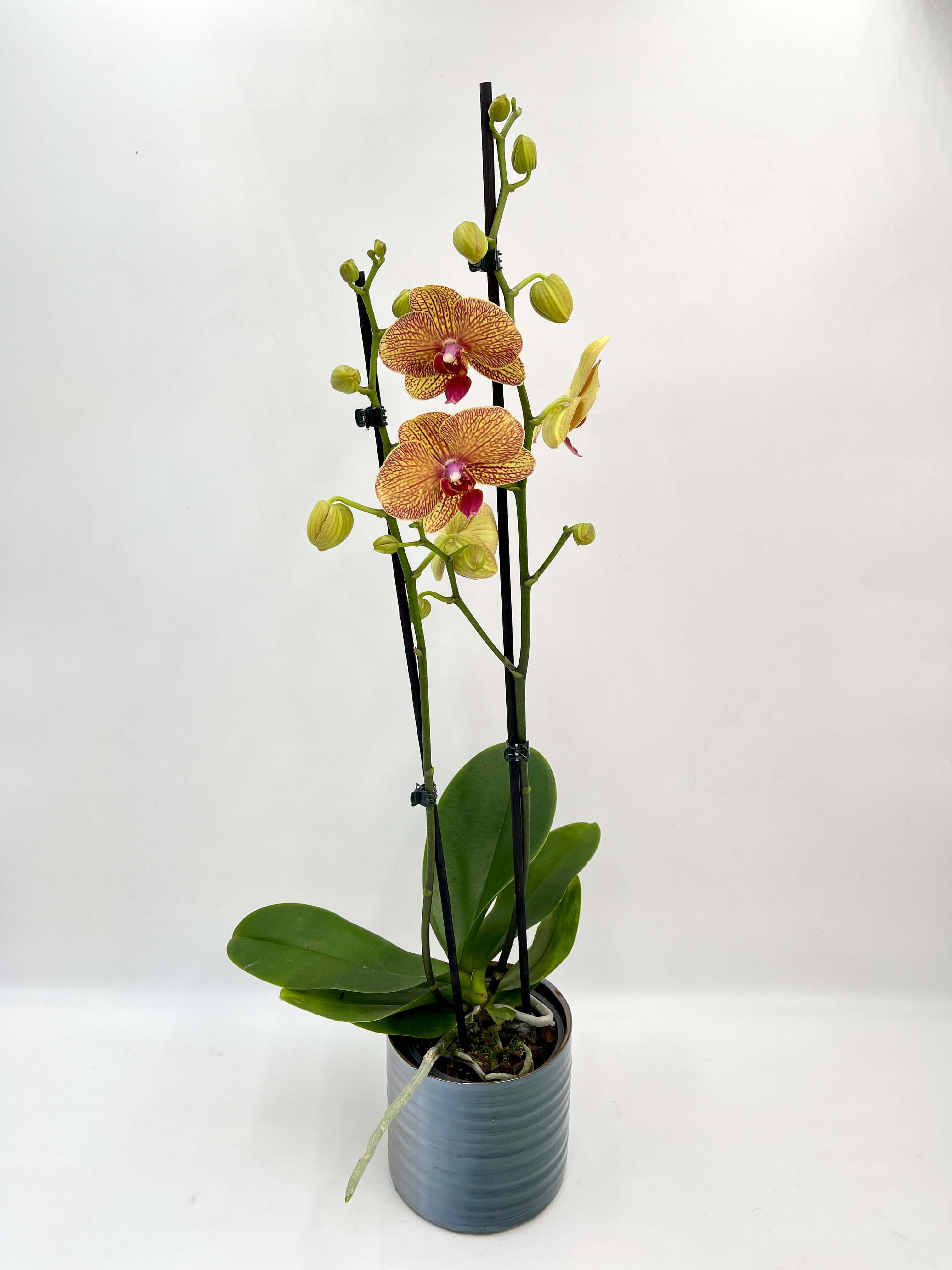 Phalaenopsis KV Beauty, Orange, 65-70cm, Rare