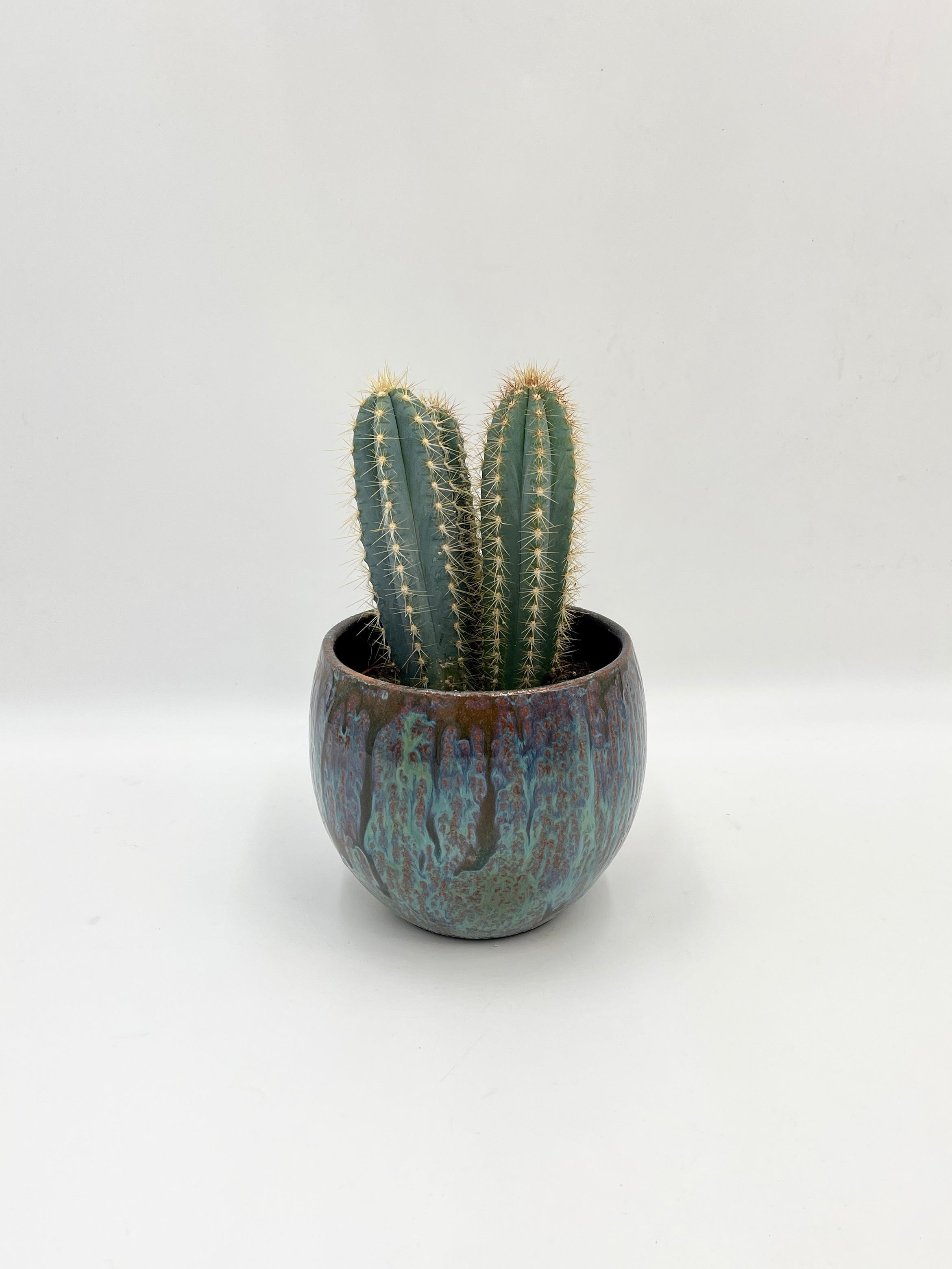 Pilocereus pachycladus azureus - Blue Columnar Cactus