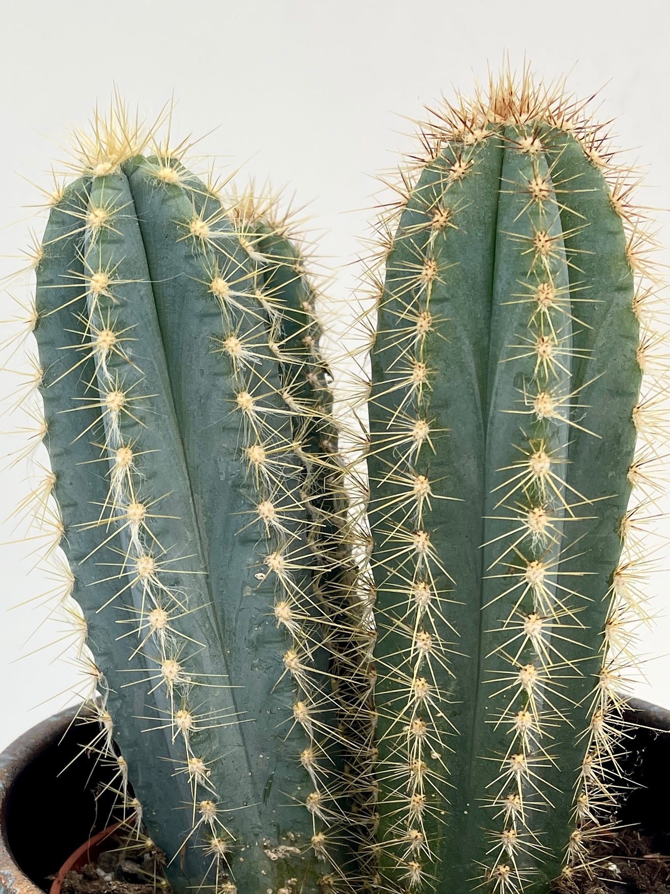 Pilocereus pachycladus azureus - Blue Columnar Cactus