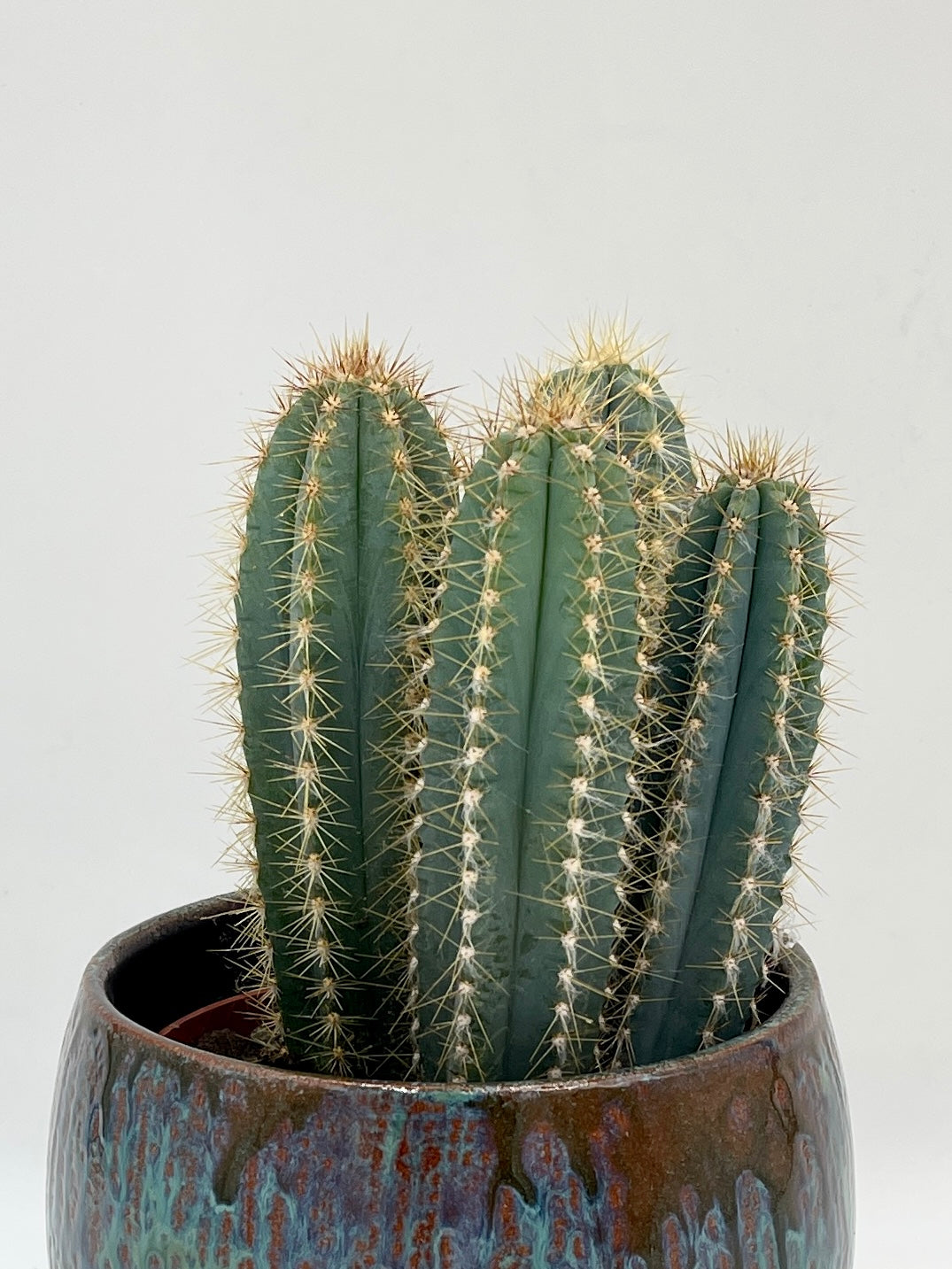 Pilocereus pachycladus azureus - Blue Columnar Cactus