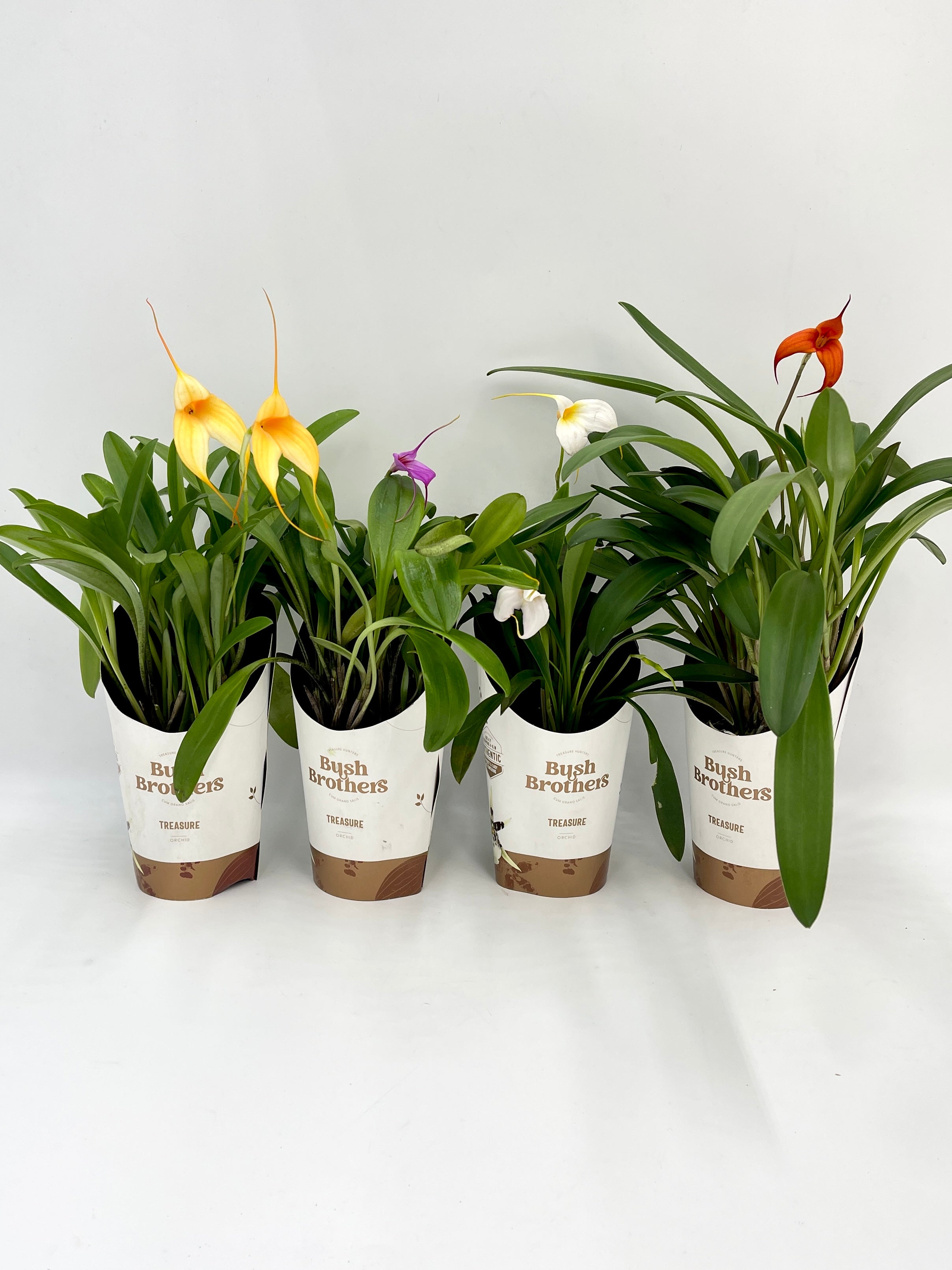 Masdevallia Orchid, Flag Orchid, Rare Find