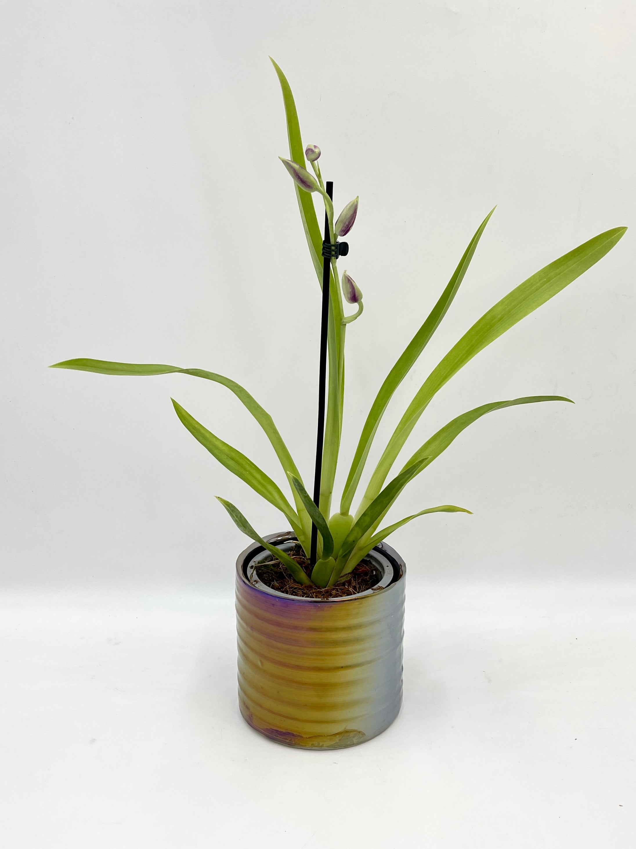 Miltoniopsis Pansy Orchid, Scented