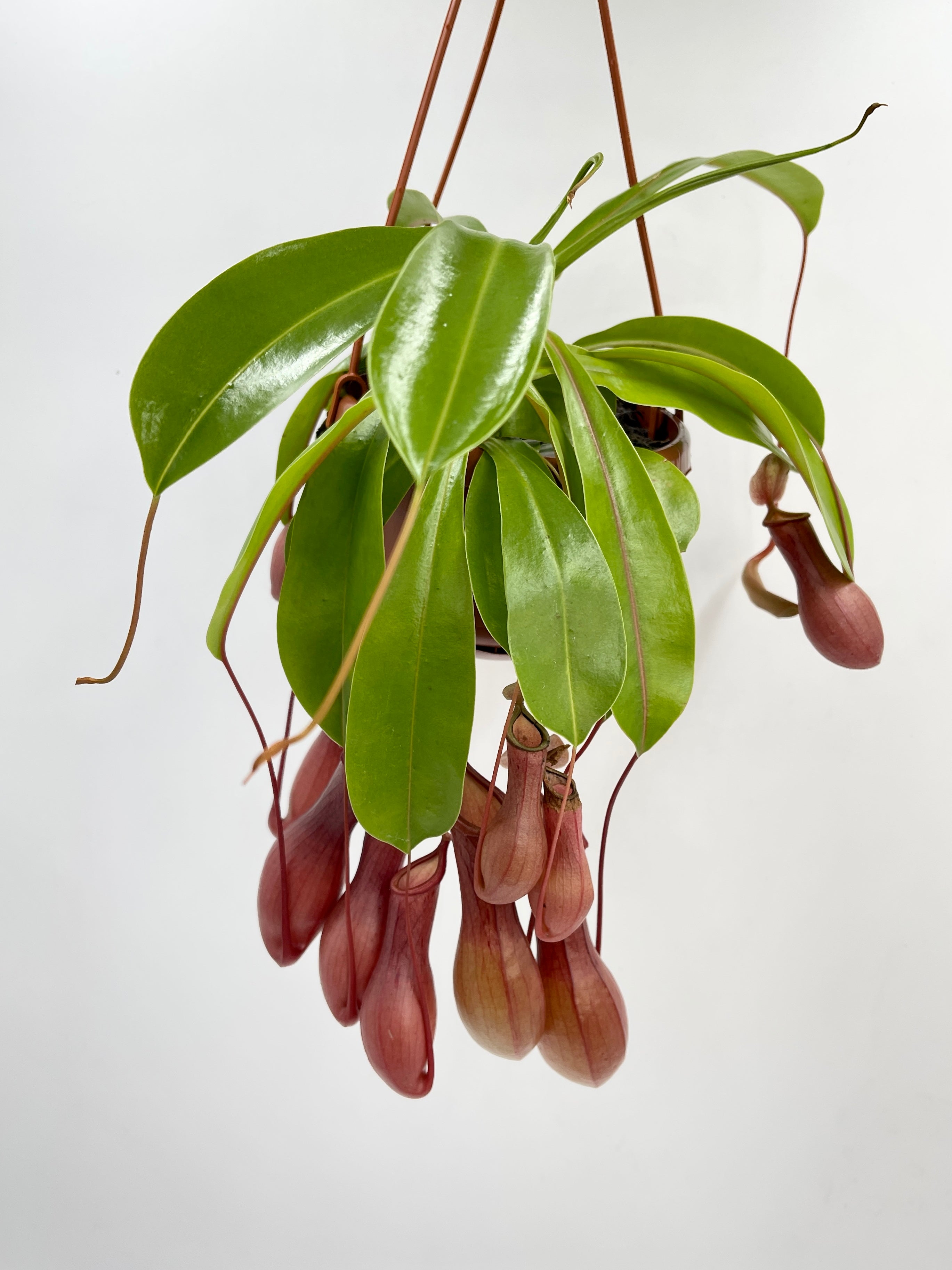 Nepenthes Alata Monkey Jars in Hanging Pot
