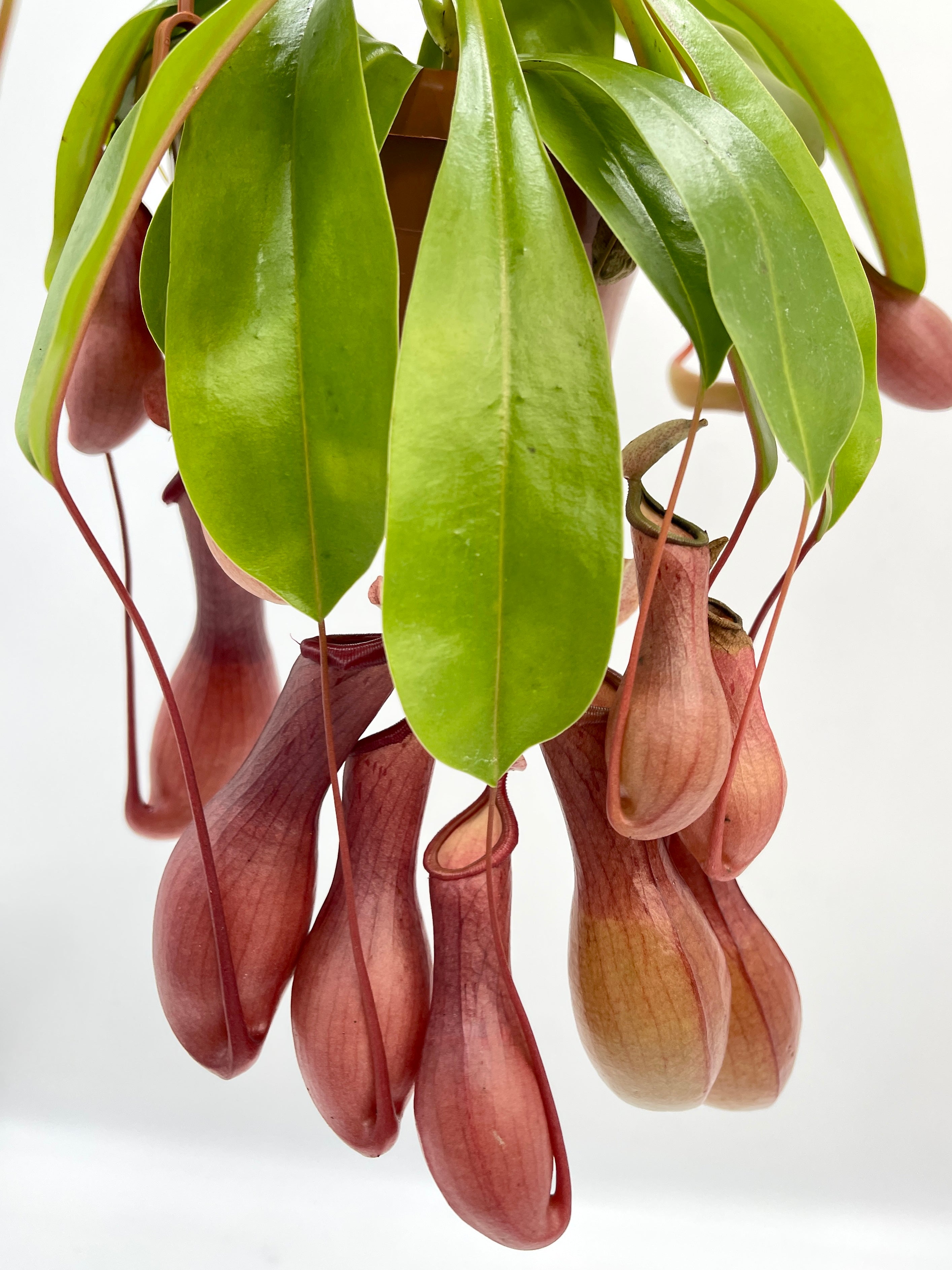 Nepenthes Alata Monkey Jars in Hanging Pot