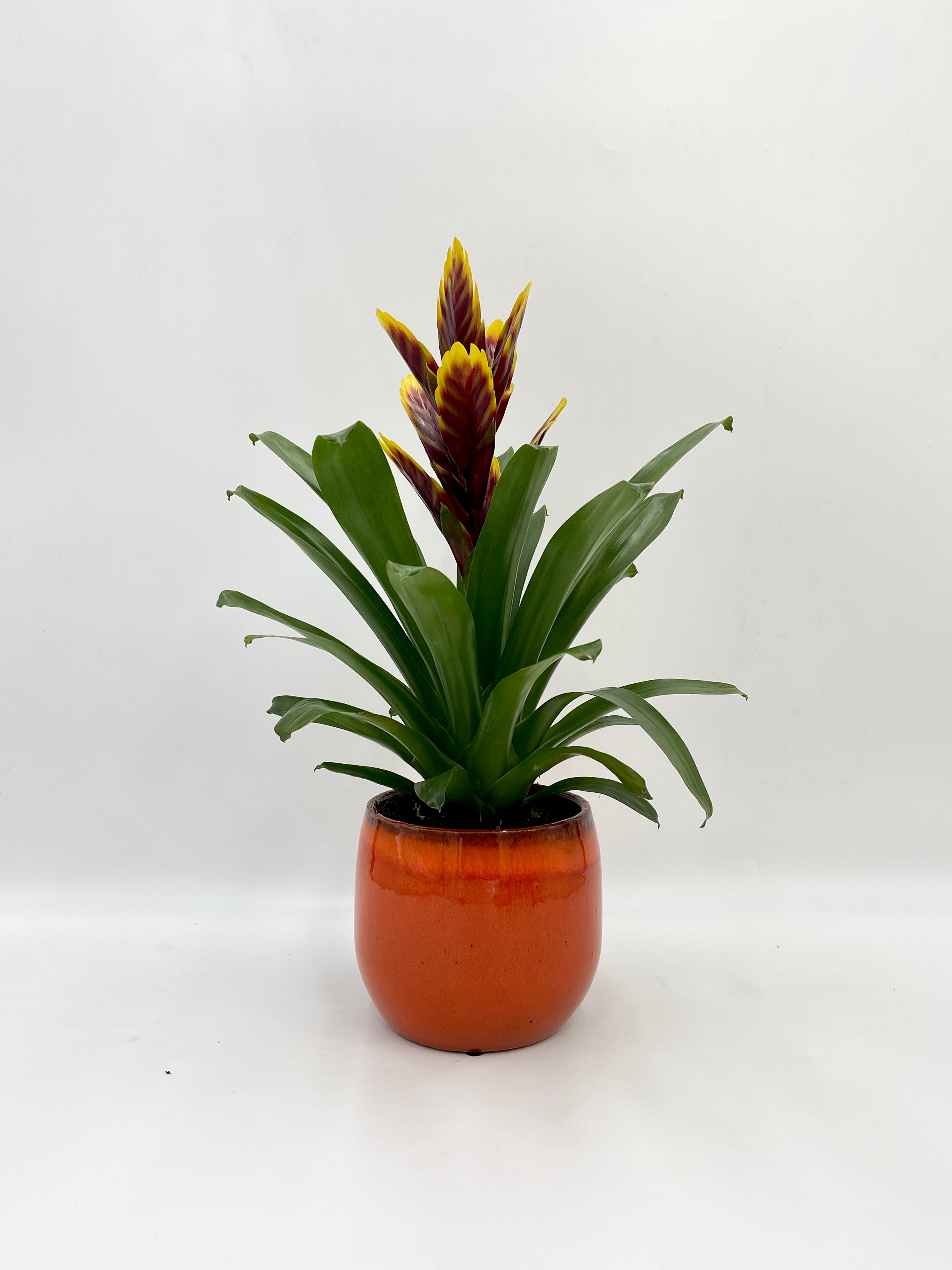 Vriesea Intenso Purple Flame