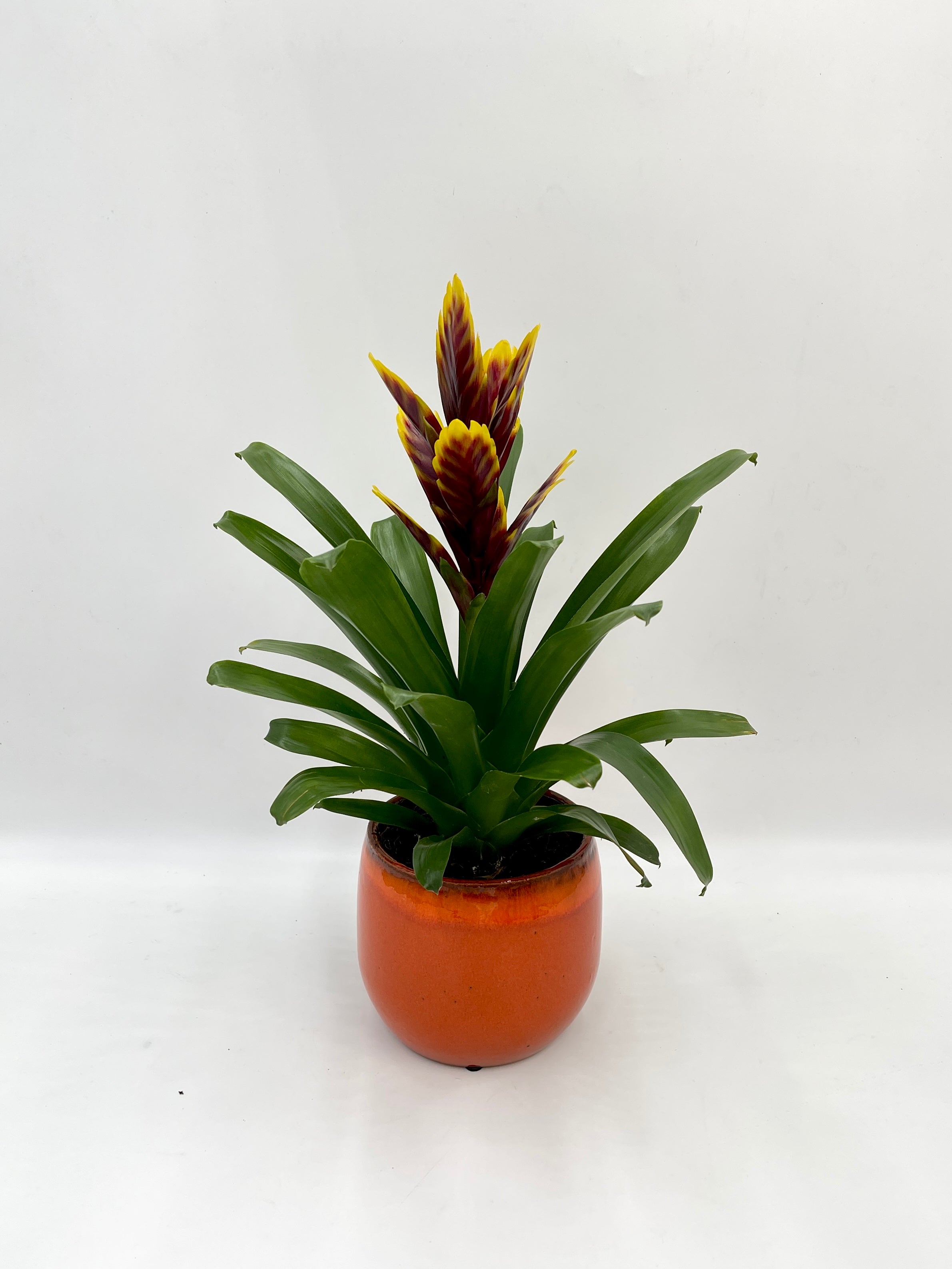 Vriesea Intenso Purple Flame