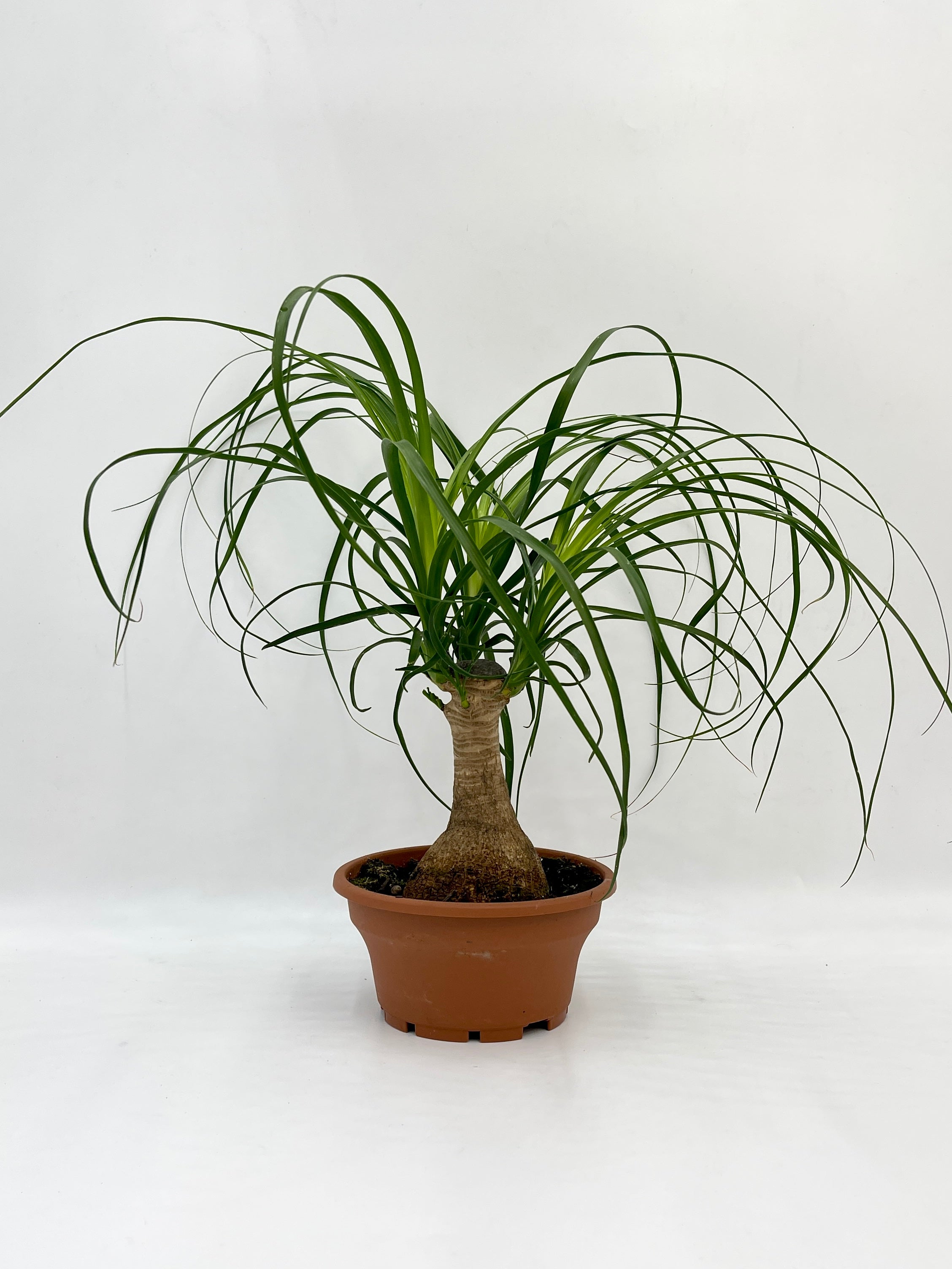 Ponytail Palm, Beaucarnea Nolina
