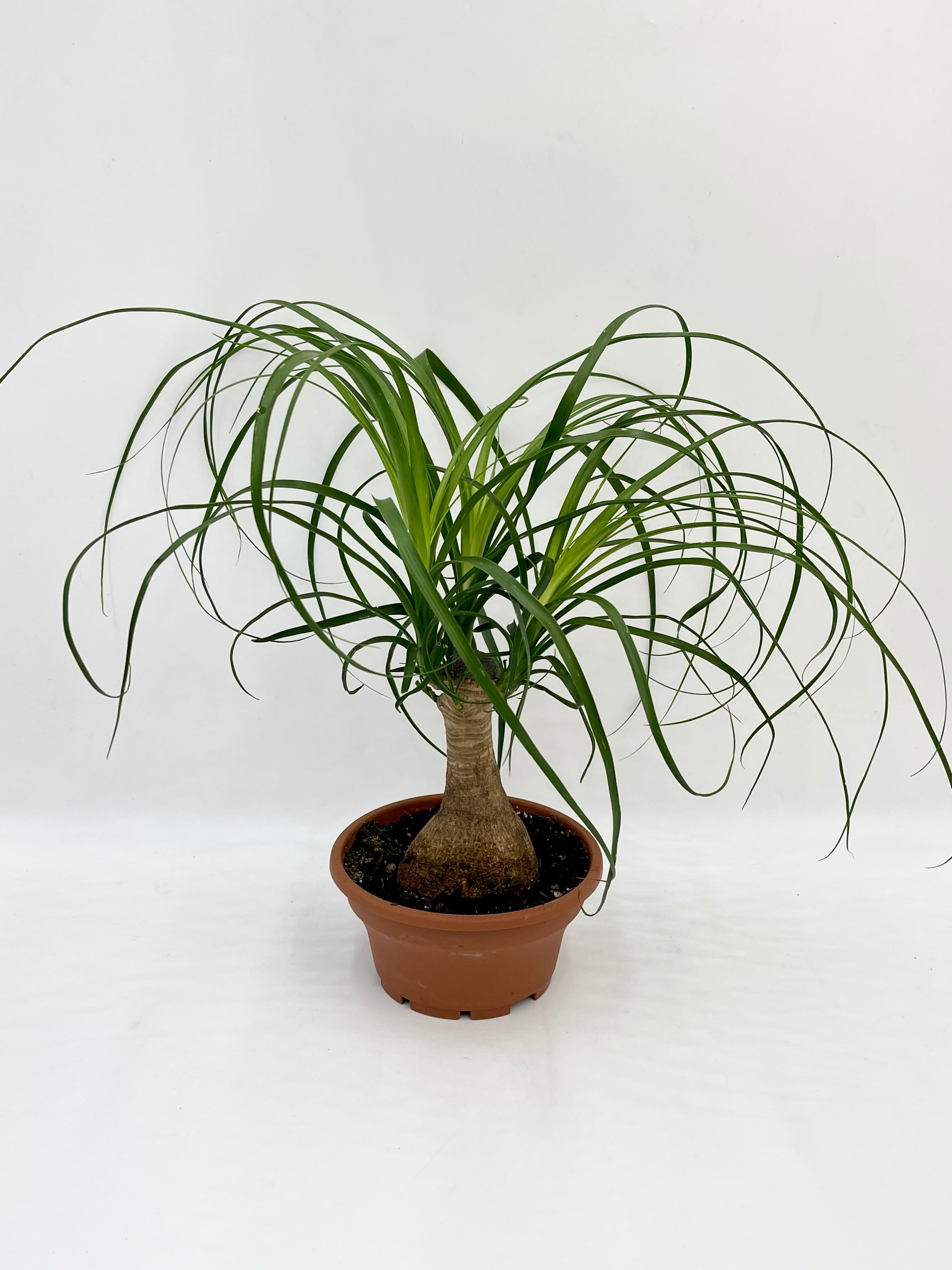Ponytail Palm, Beaucarnea Nolina