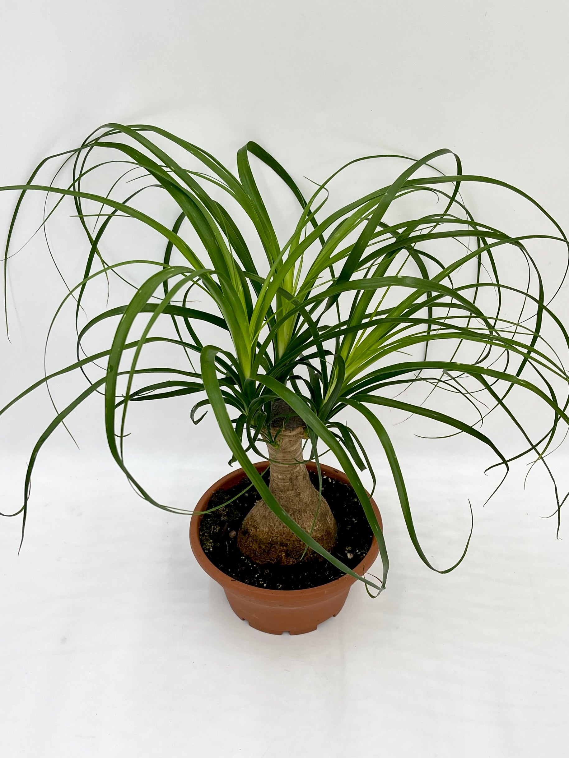 Ponytail Palm, Beaucarnea Nolina