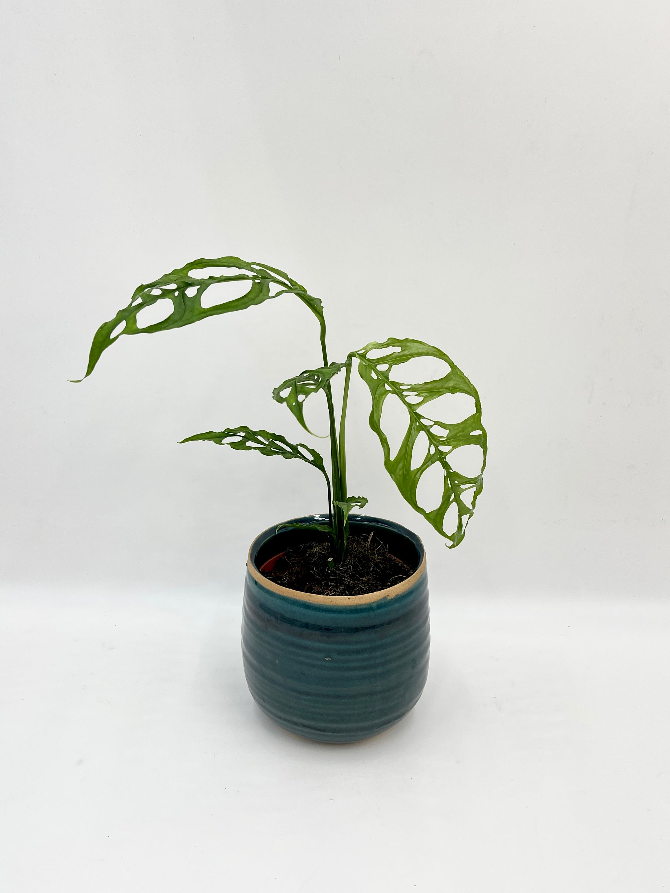 Monstera obliqua Peru Form