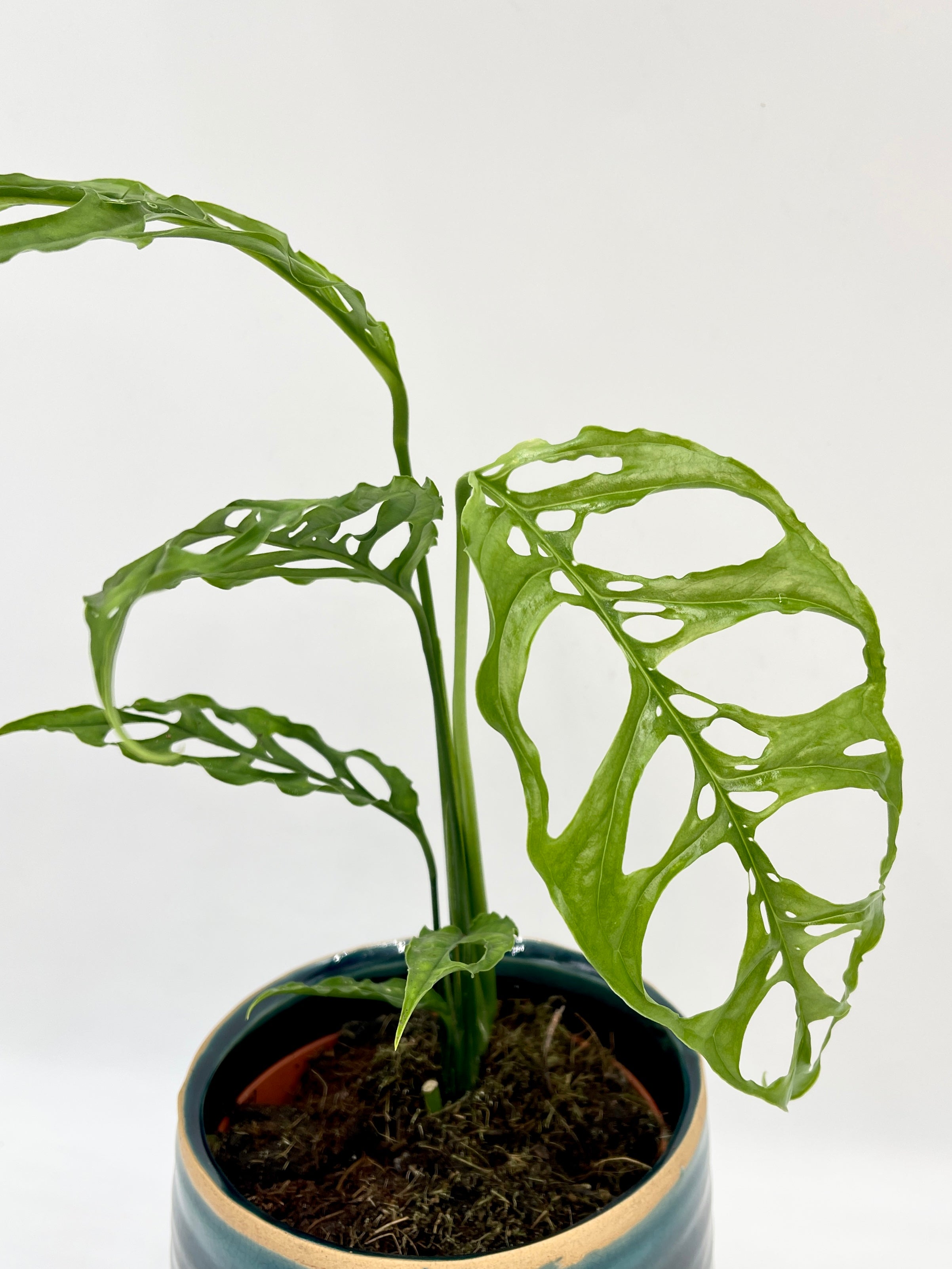 Monstera obliqua Peru Form