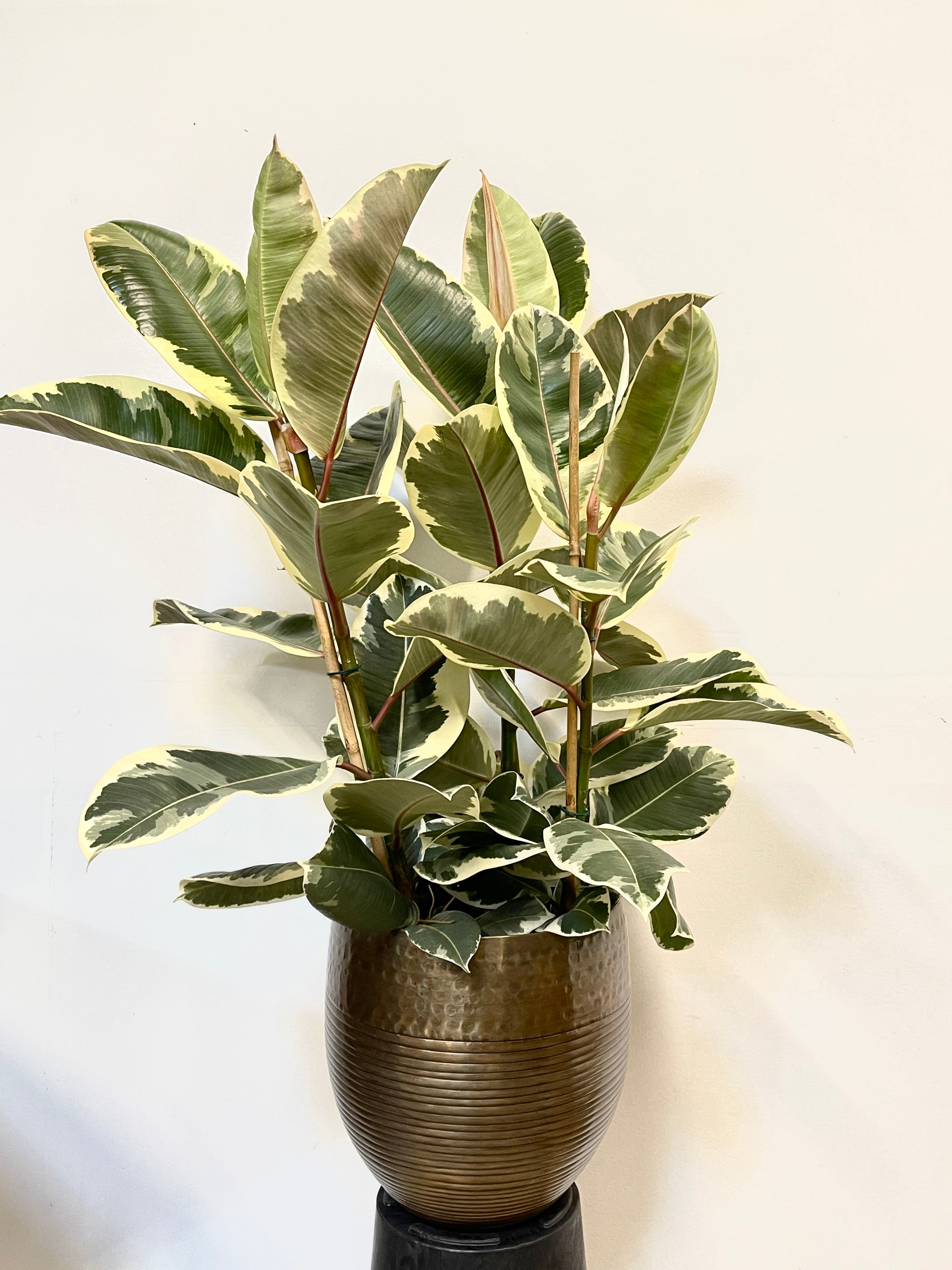 Variegated Rubber plant, Ficus Elastica, Tineke 80-90cm, 3 Stems