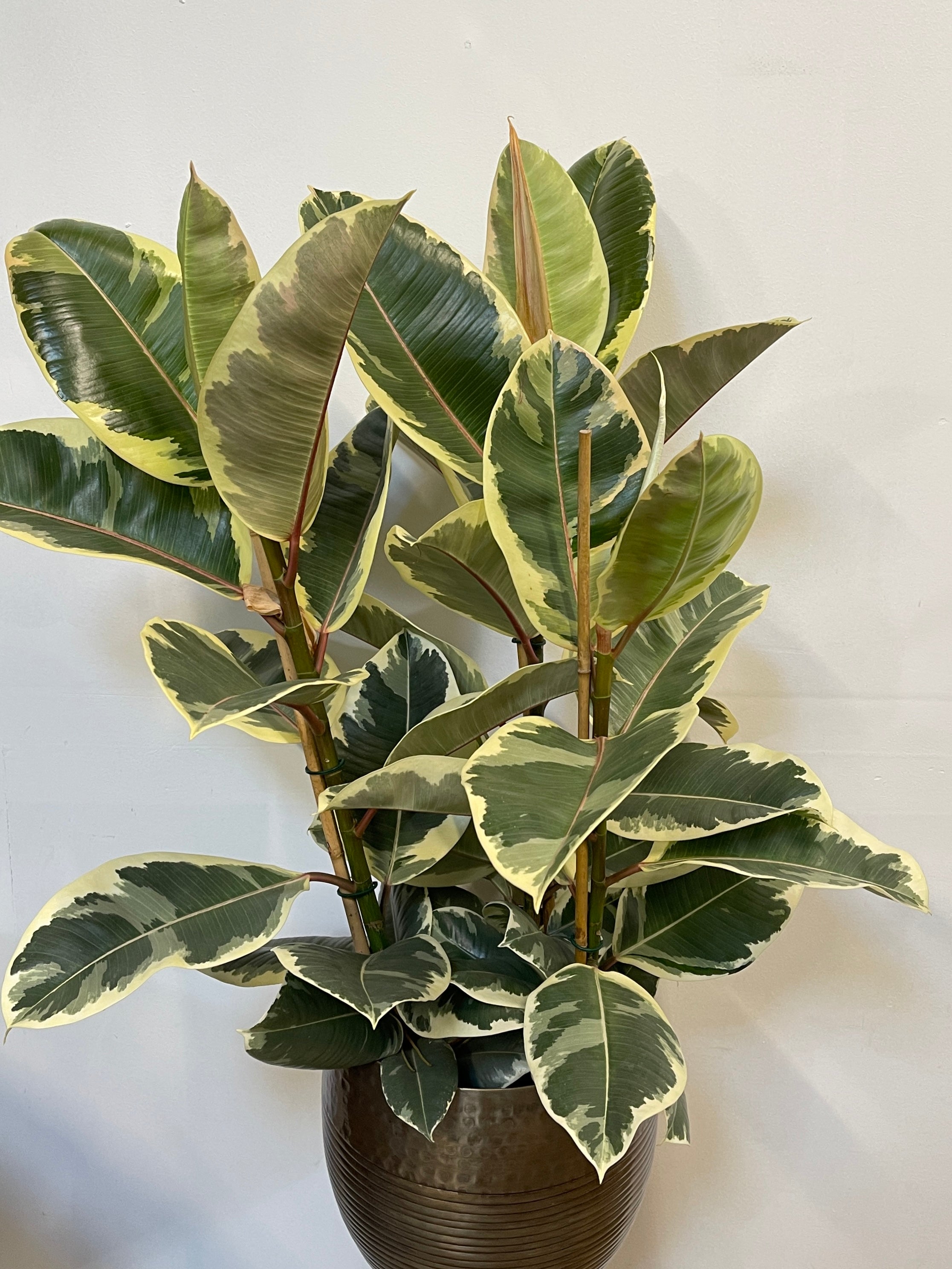 Variegated Rubber plant, Ficus Elastica, Tineke 80-90cm, 3 Stems