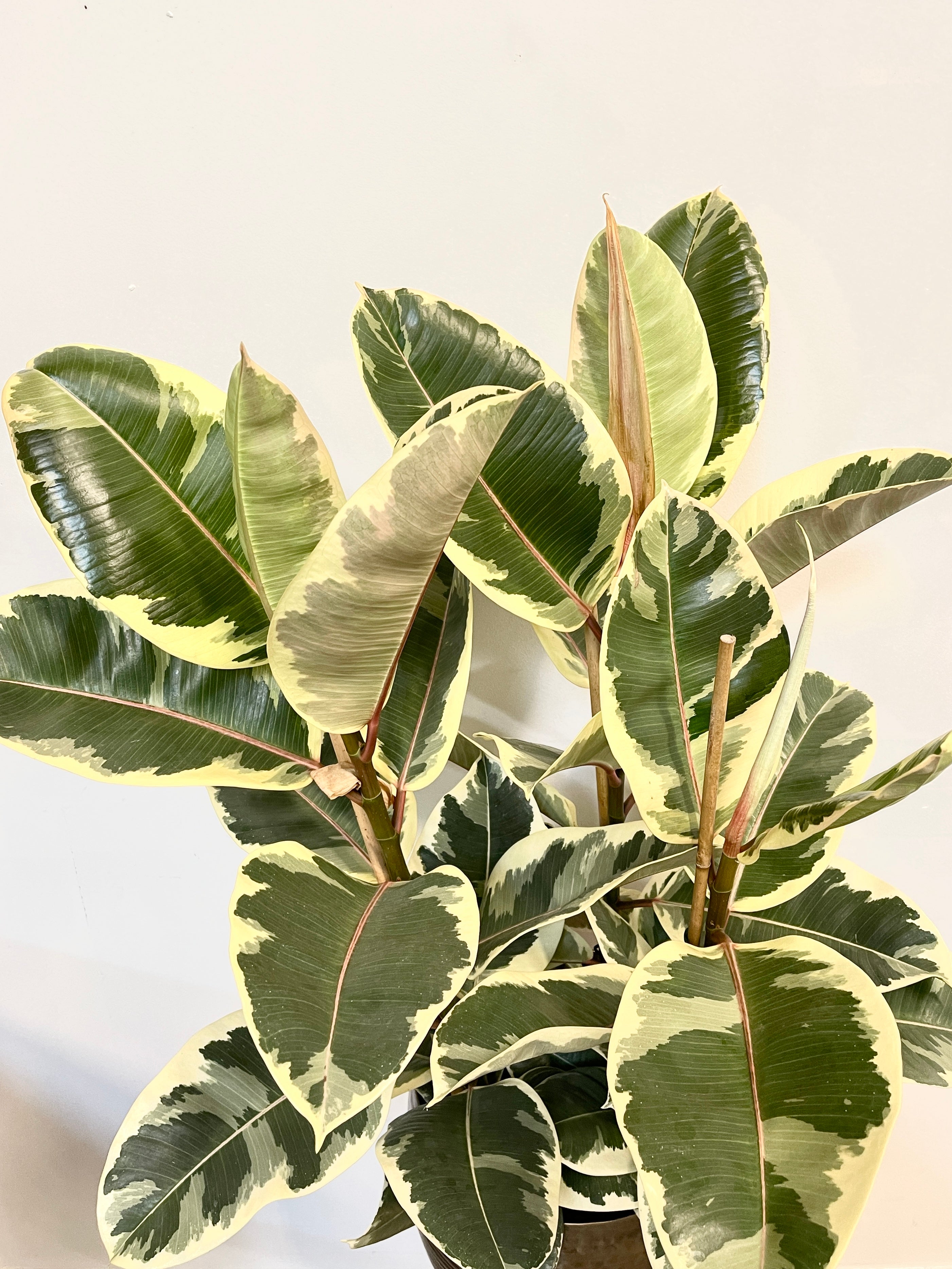 Variegated Rubber plant, Ficus Elastica, Tineke 80-90cm, 3 Stems