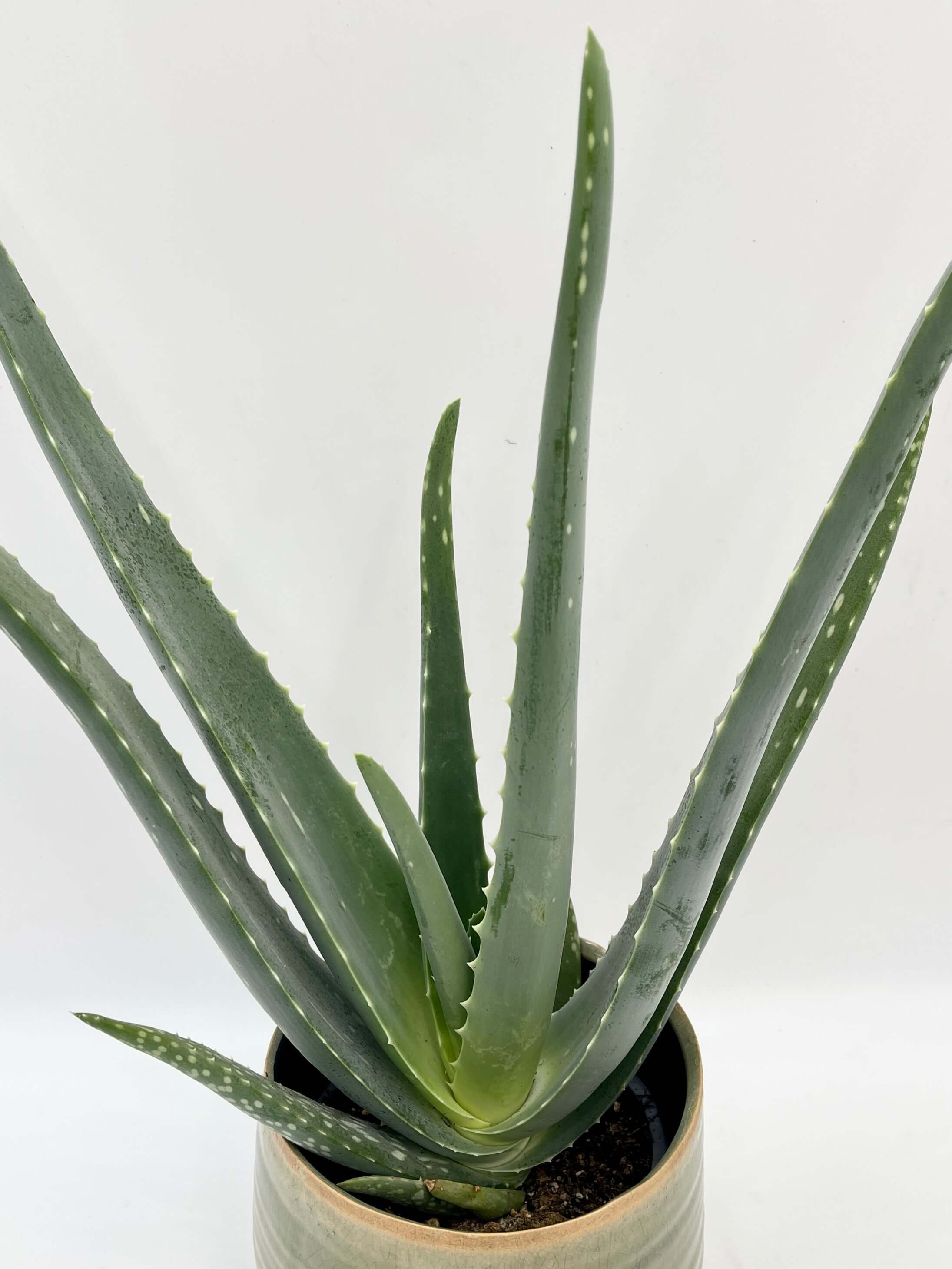 Aloe Vera – Healing Succulent for Home | Easy Care Air Purifying Plant