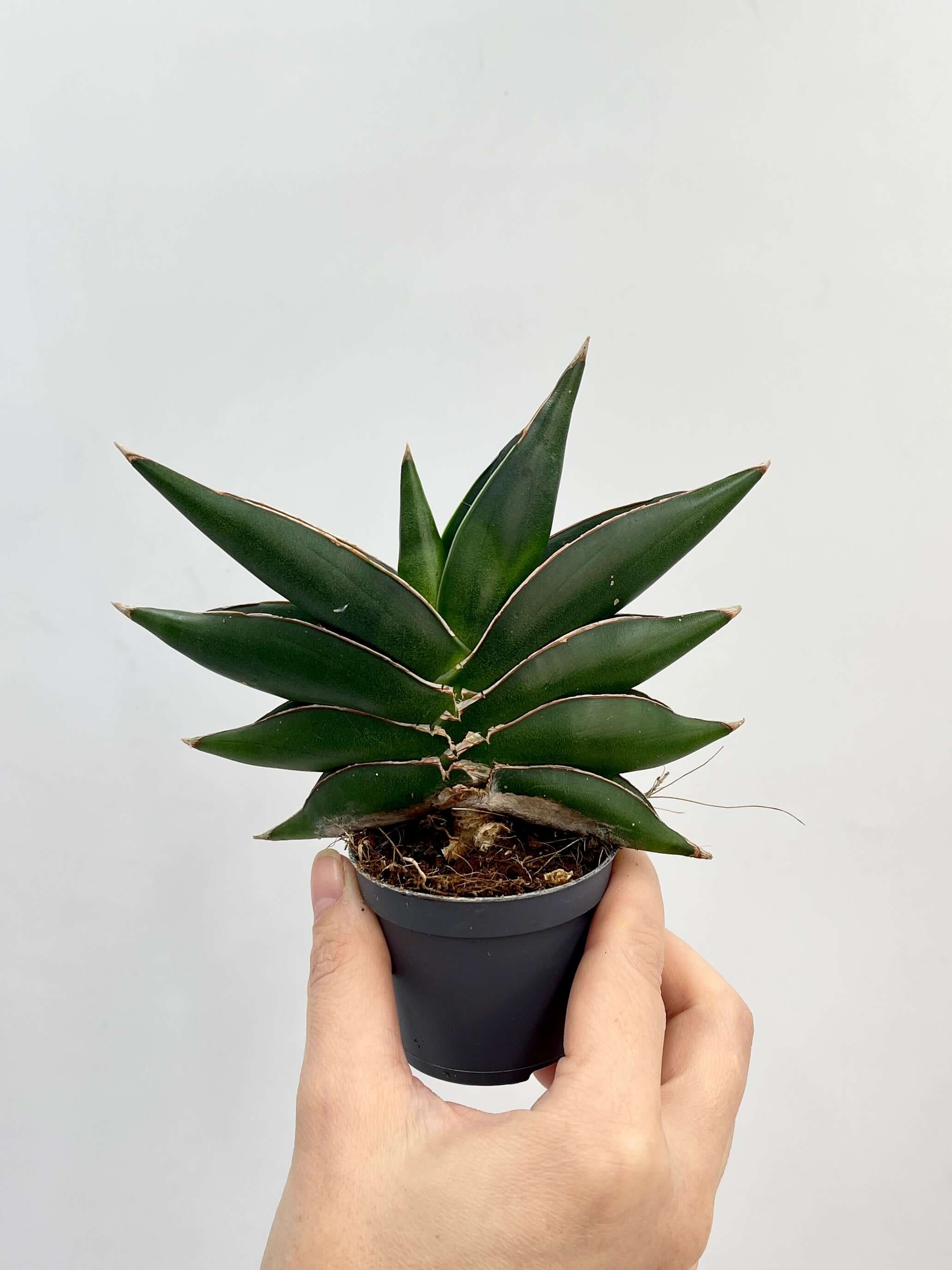 Sansevieria Stylish Fan, Snake Plant, Sculptural Indoor Plant, Easy Care, Air Purifying, Rare find