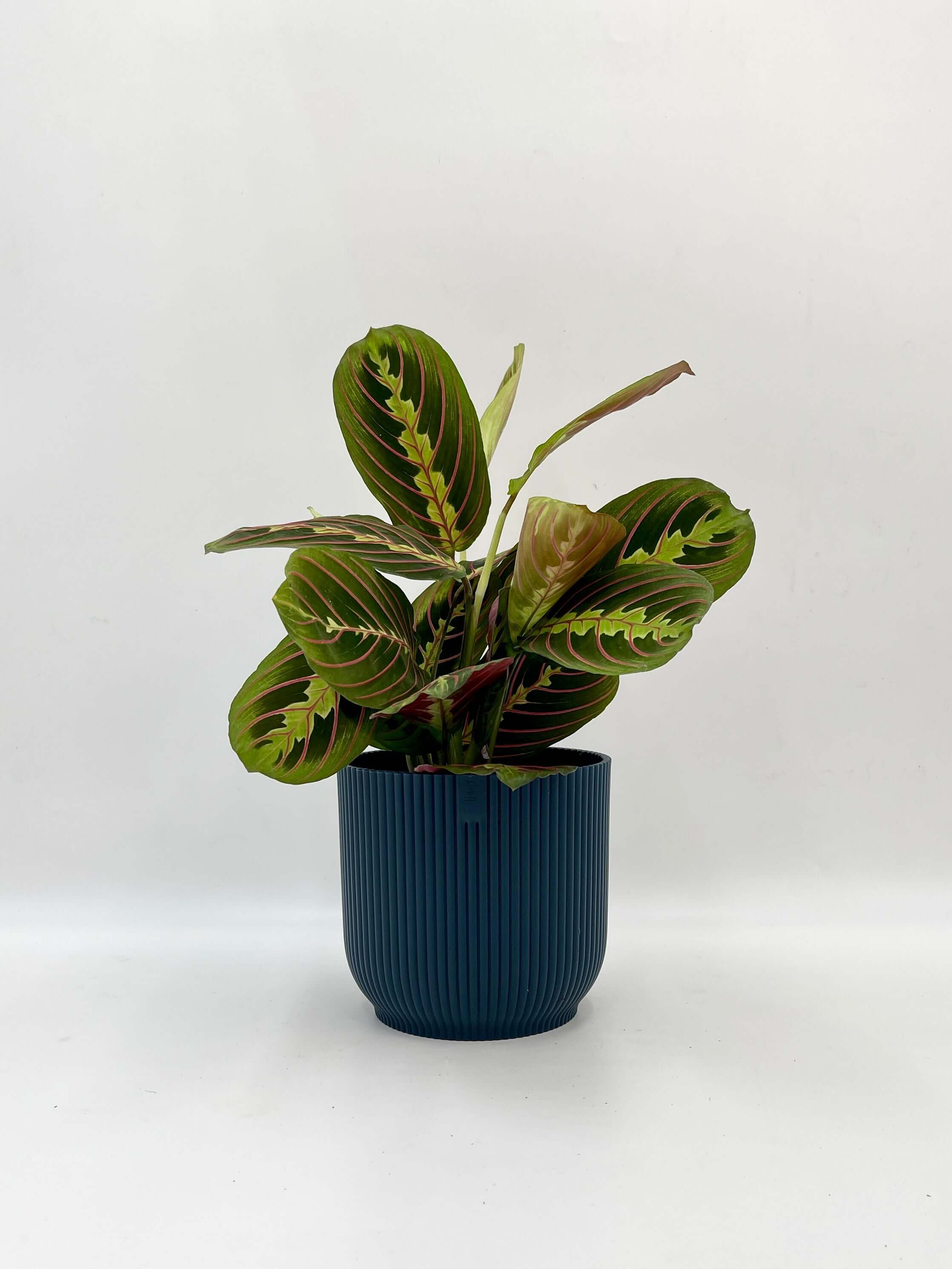 Maranta (Prayer Plant) in Blue Pot | Easy-Care Indoor Plant | Gift Idea