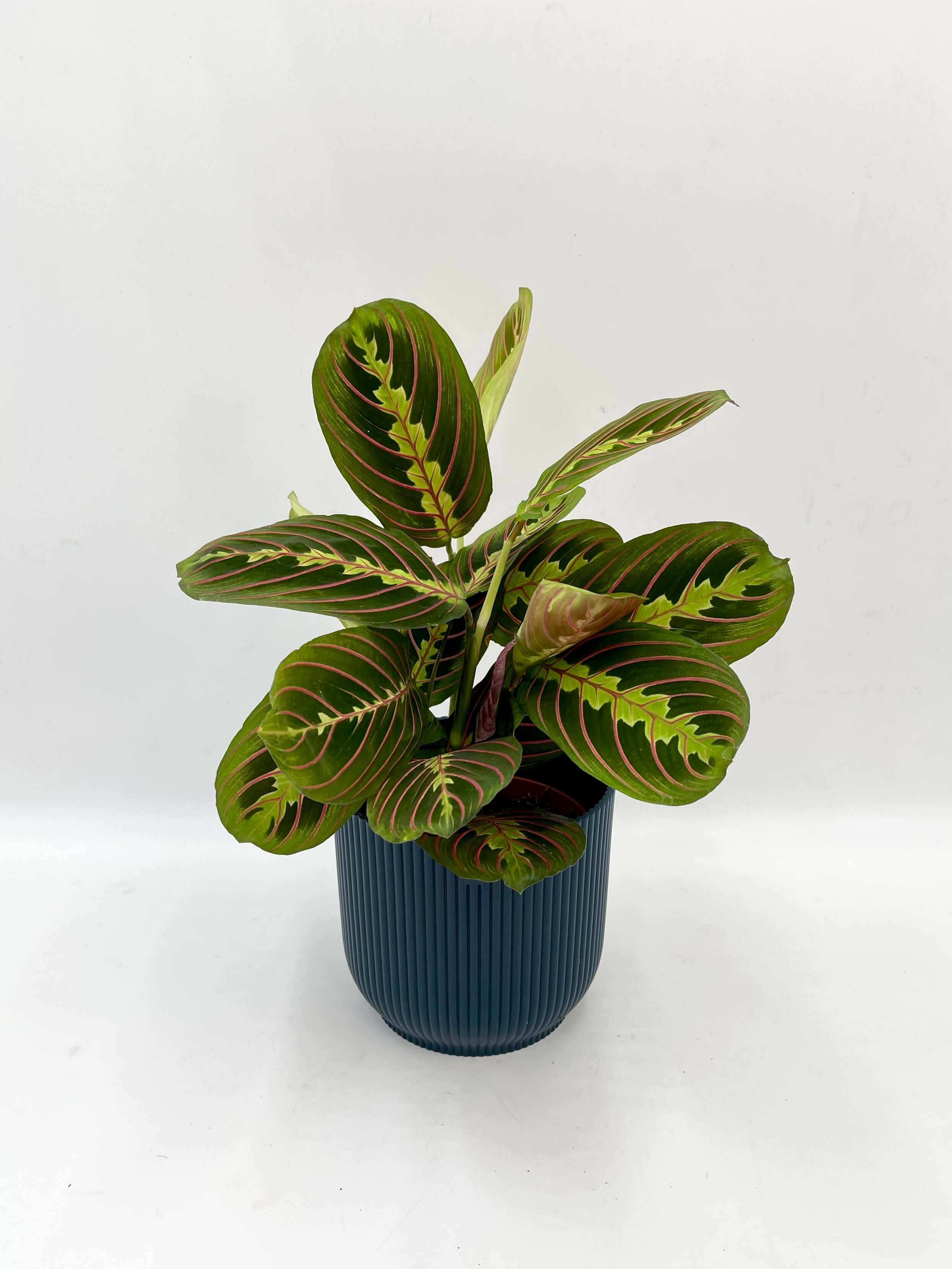 Maranta (Prayer Plant) in Blue Pot | Easy-Care Indoor Plant | Gift Idea