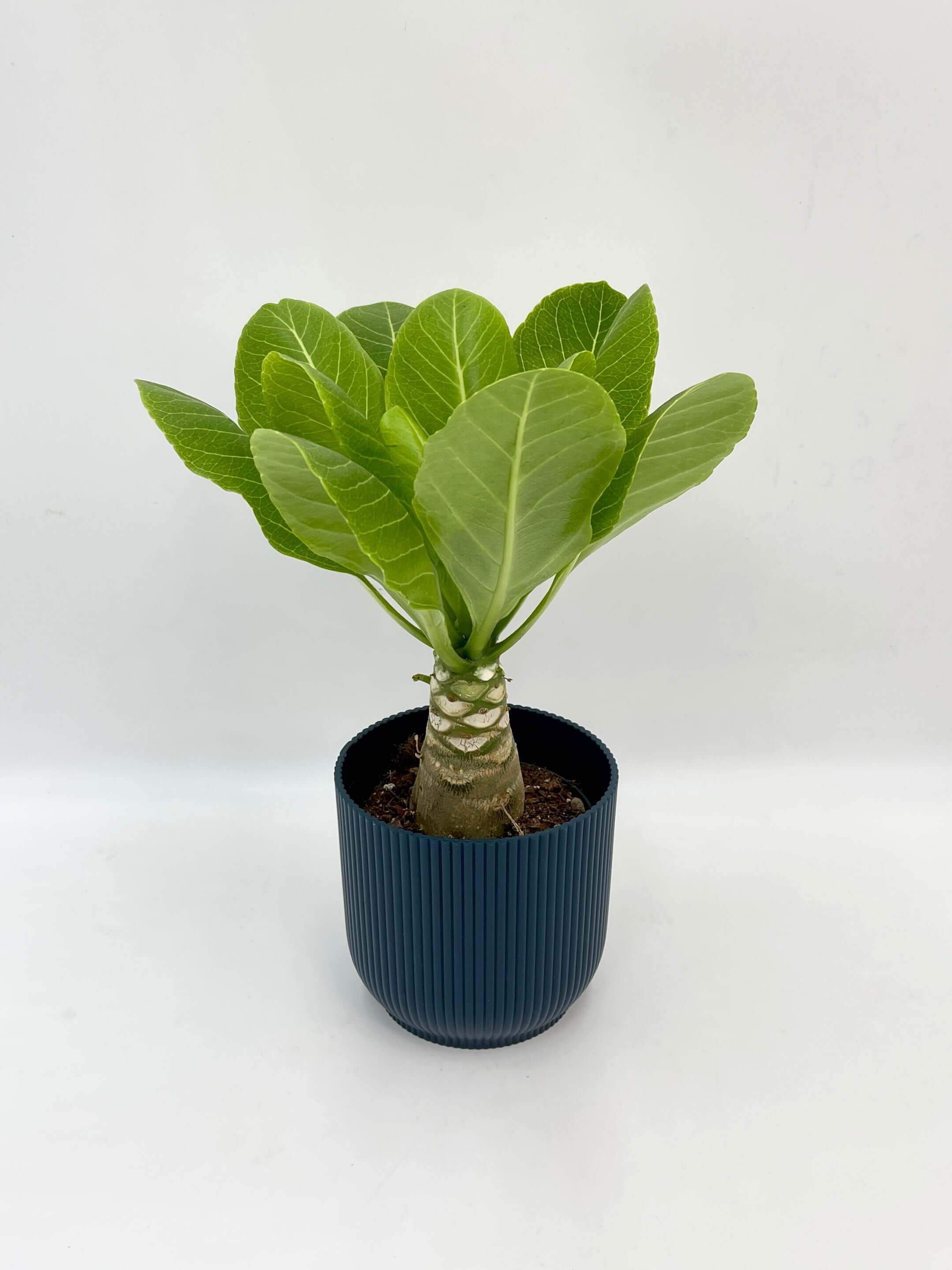 Hawaiian Palm –Brighamia insignis | Exotic Tropical Beauty | Rare Houseplant