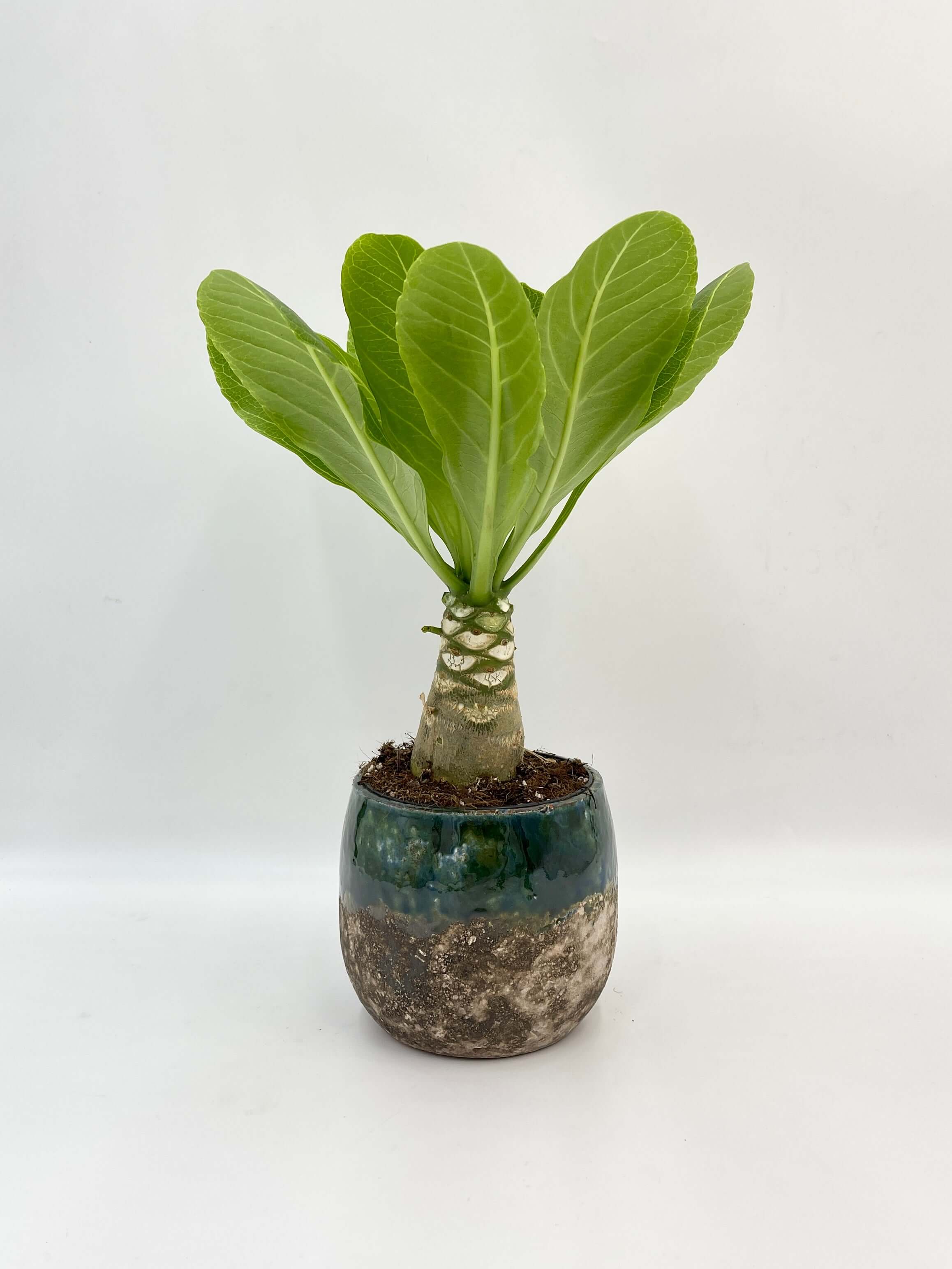 Hawaiian Palm –Brighamia insignis | Exotic Tropical Beauty | Rare Houseplant