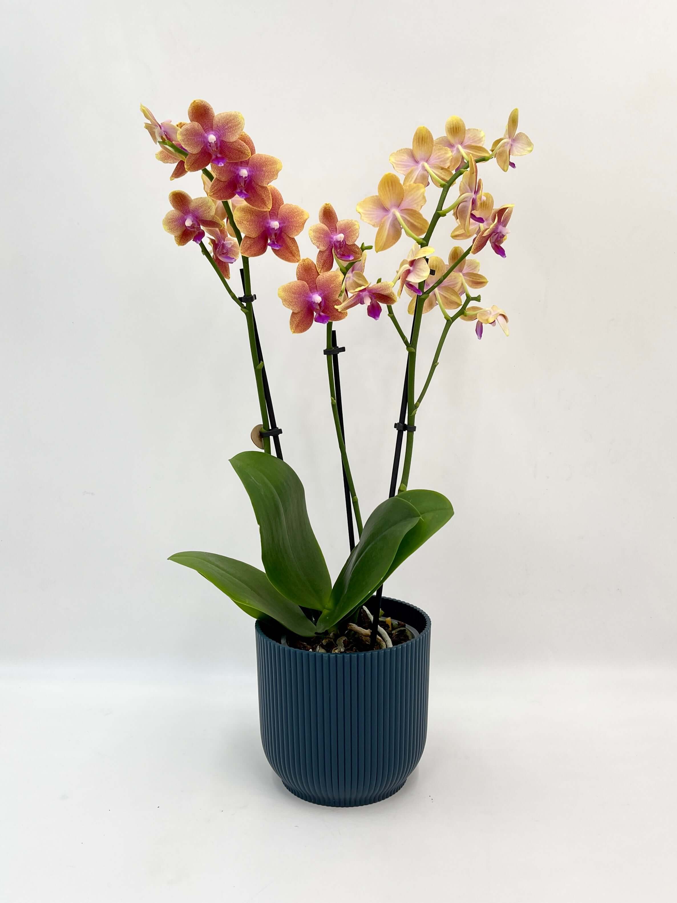 Fragrant Orchid | Phalaenopsis Bolgheri in Blue Pot