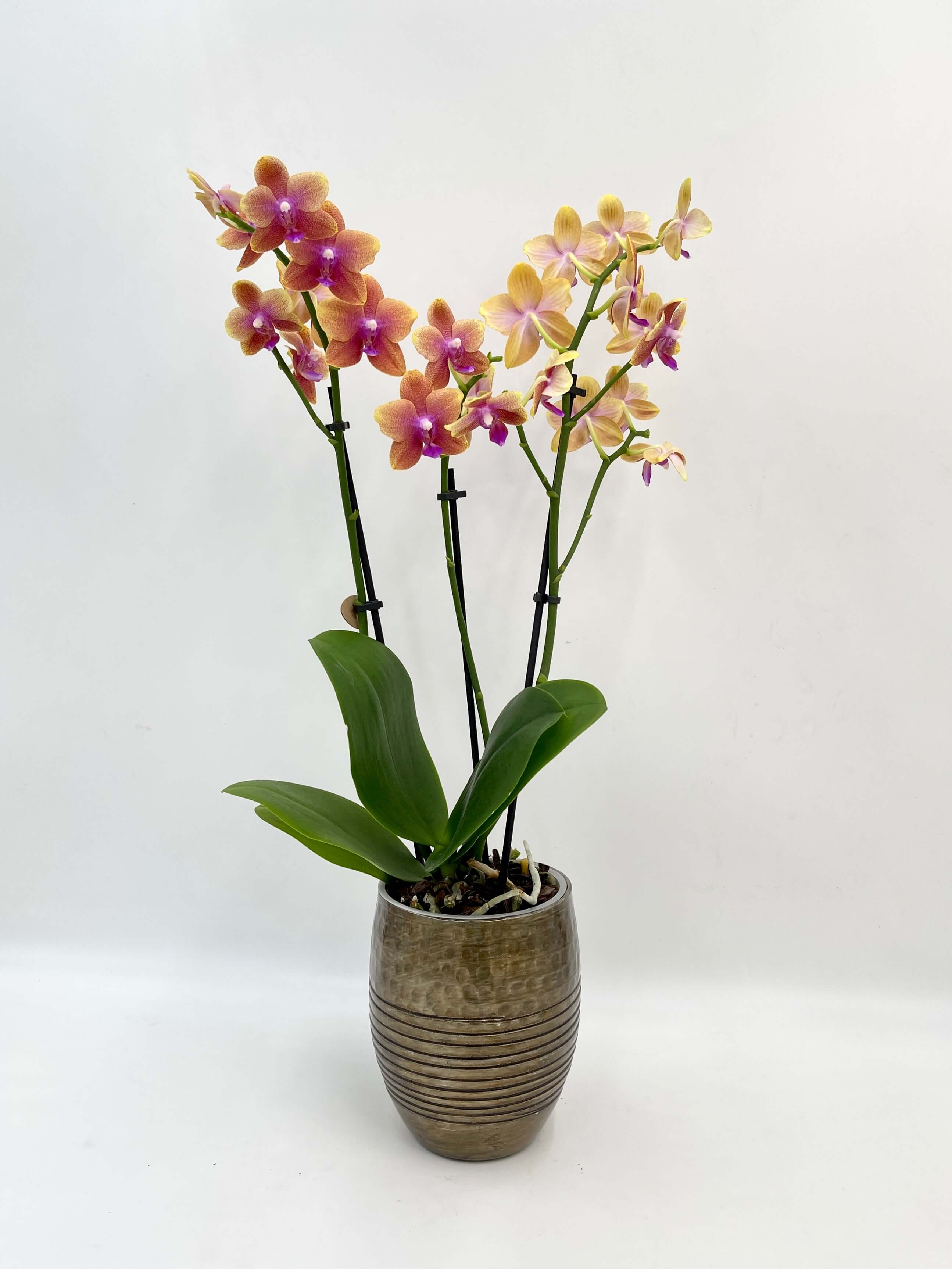 Fragrant Orchid | Phalaenopsis Bolgheri in Fabio Metal Pot