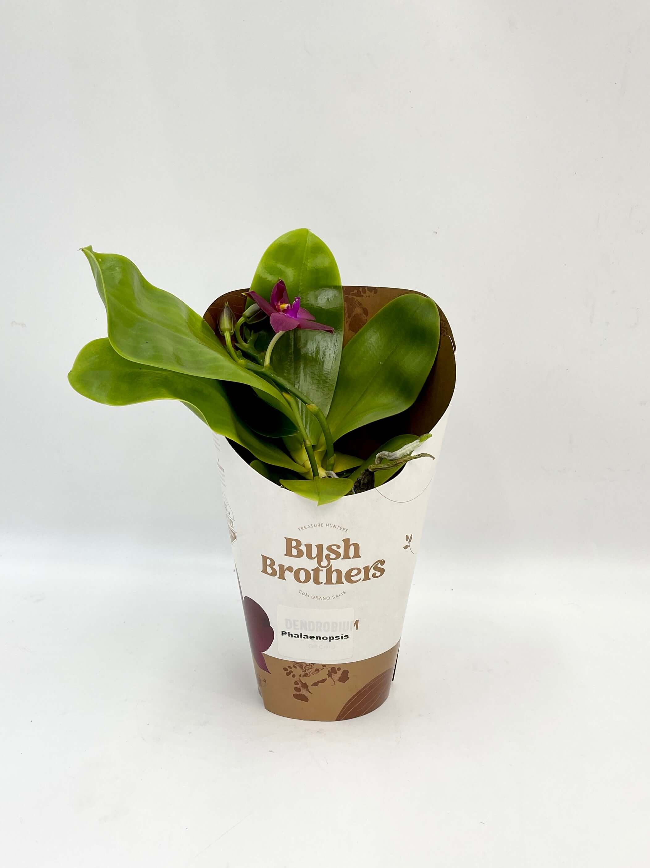 Phalaenopsis Violacea – Fragrant Orchid with Exotic Charm
