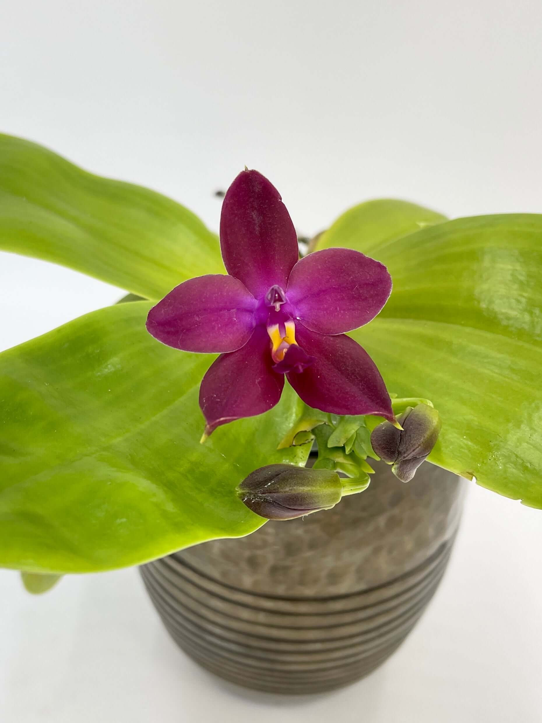 Phalaenopsis Violacea – Fragrant Orchid with Exotic Charm