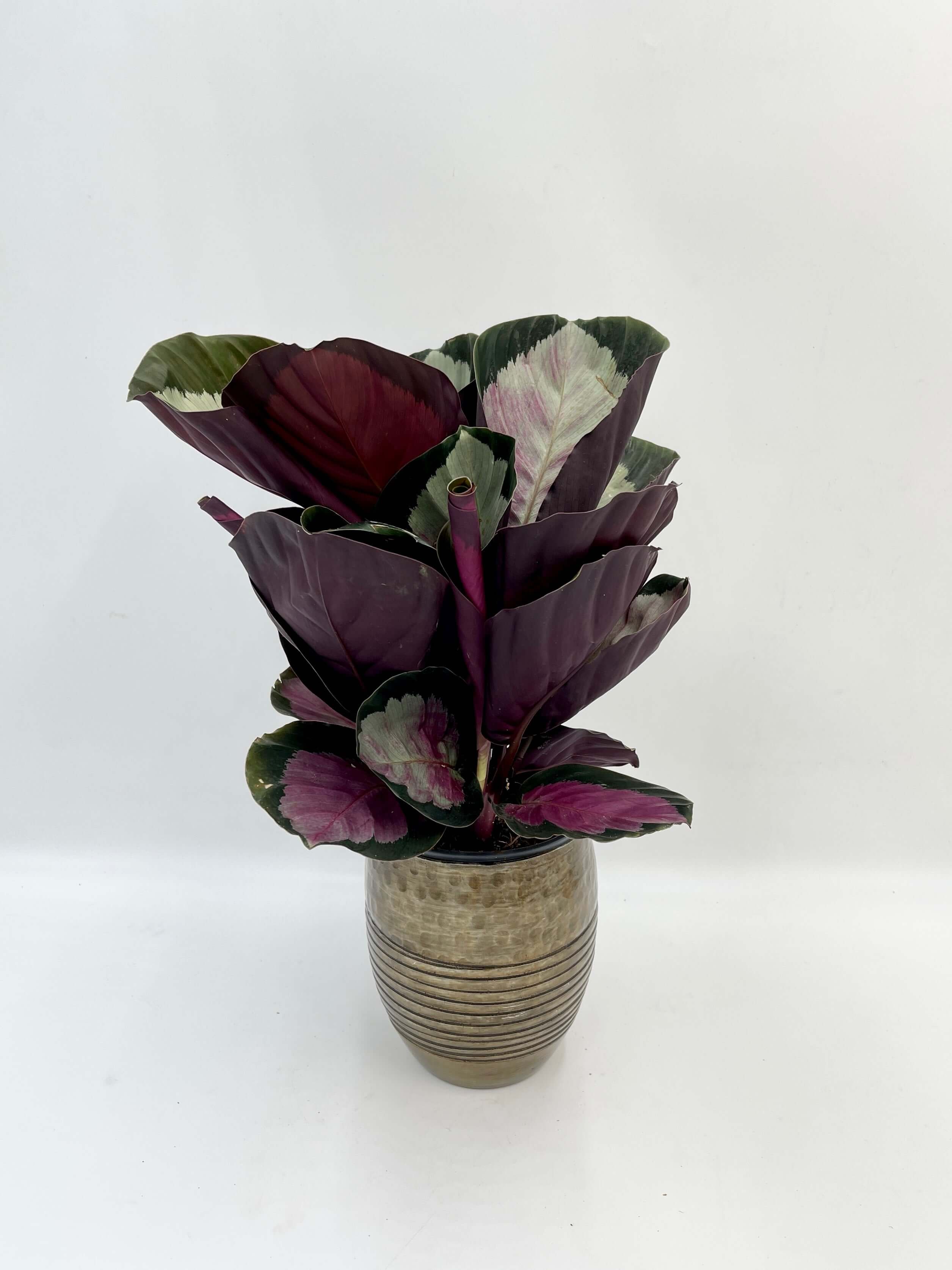 Calathea Roseopicta Rosy, Rose Painted Calathea, Houseplant with Pink Foliage