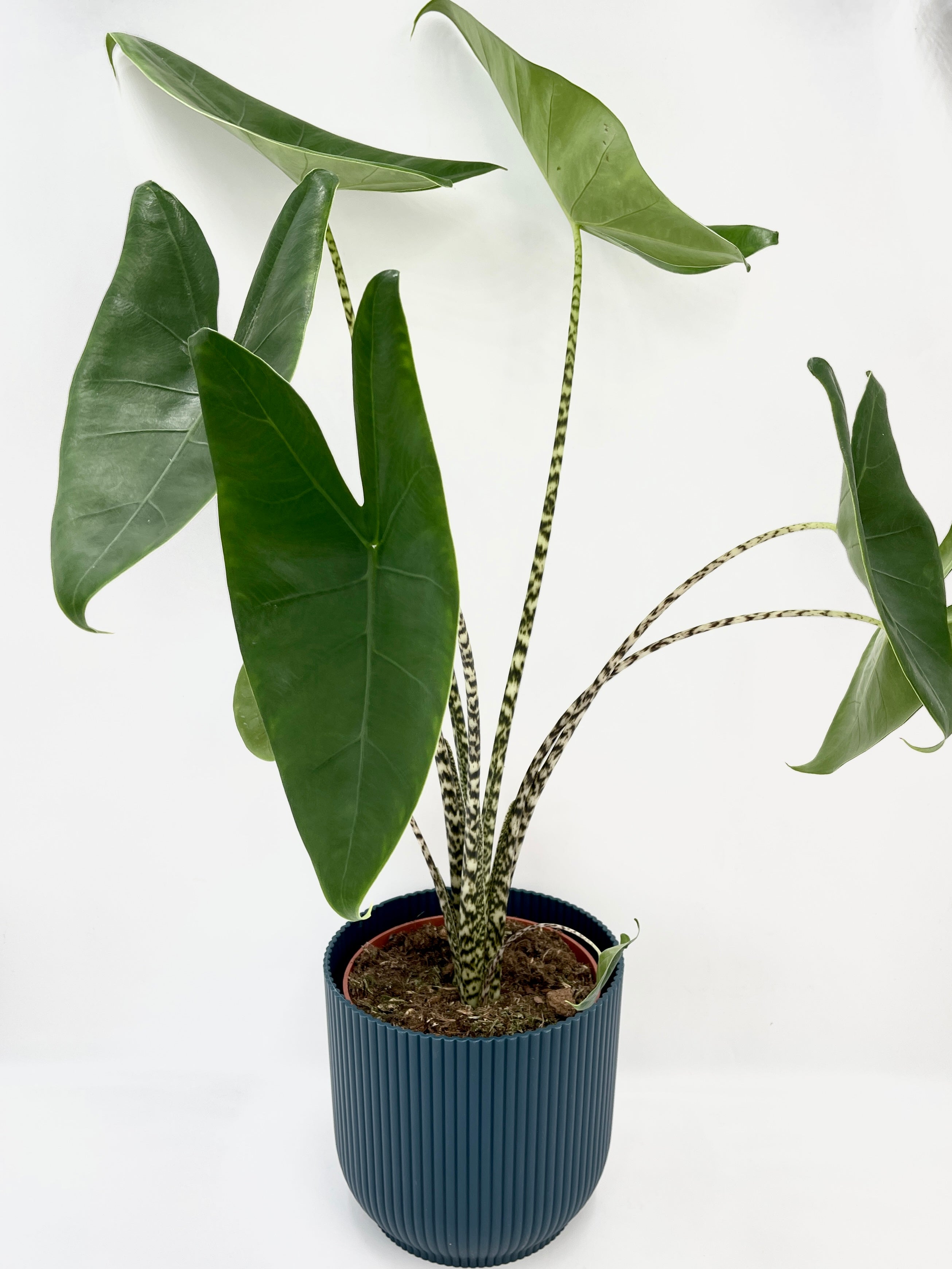 Alocasia Zebrina – Rare Elephant Ear Plant with Striking Zebra Stems | Easy Indoor Tropical Houseplant, 80-90cm